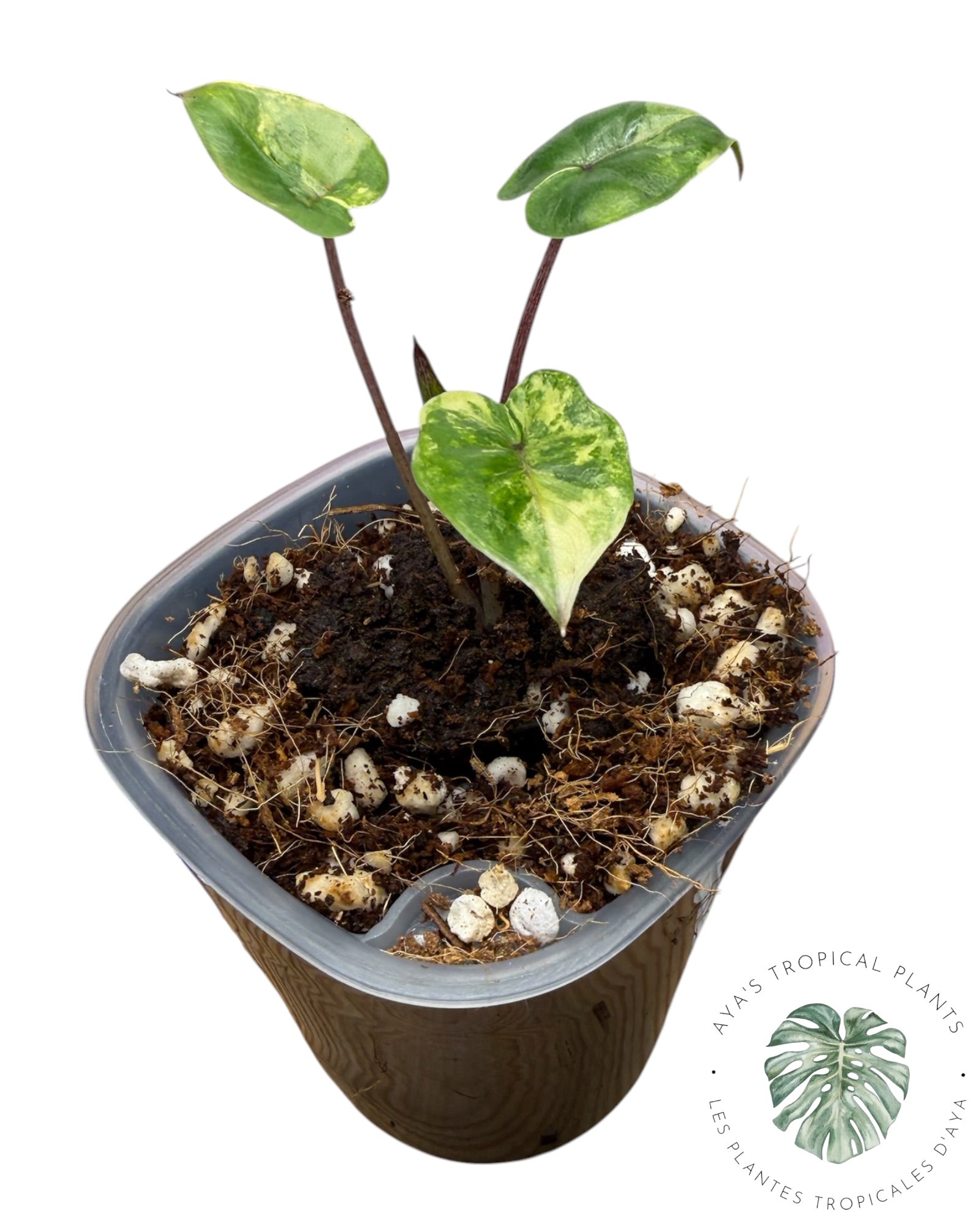 Alocasia Yucatan Aurea Panaché