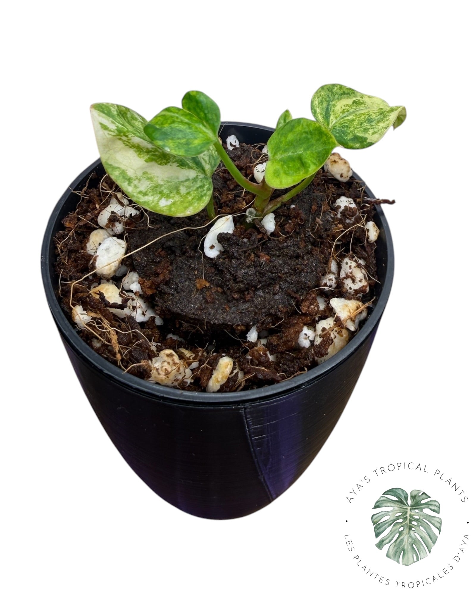 Anthurium Papillilaminum X Magnificum Panaché