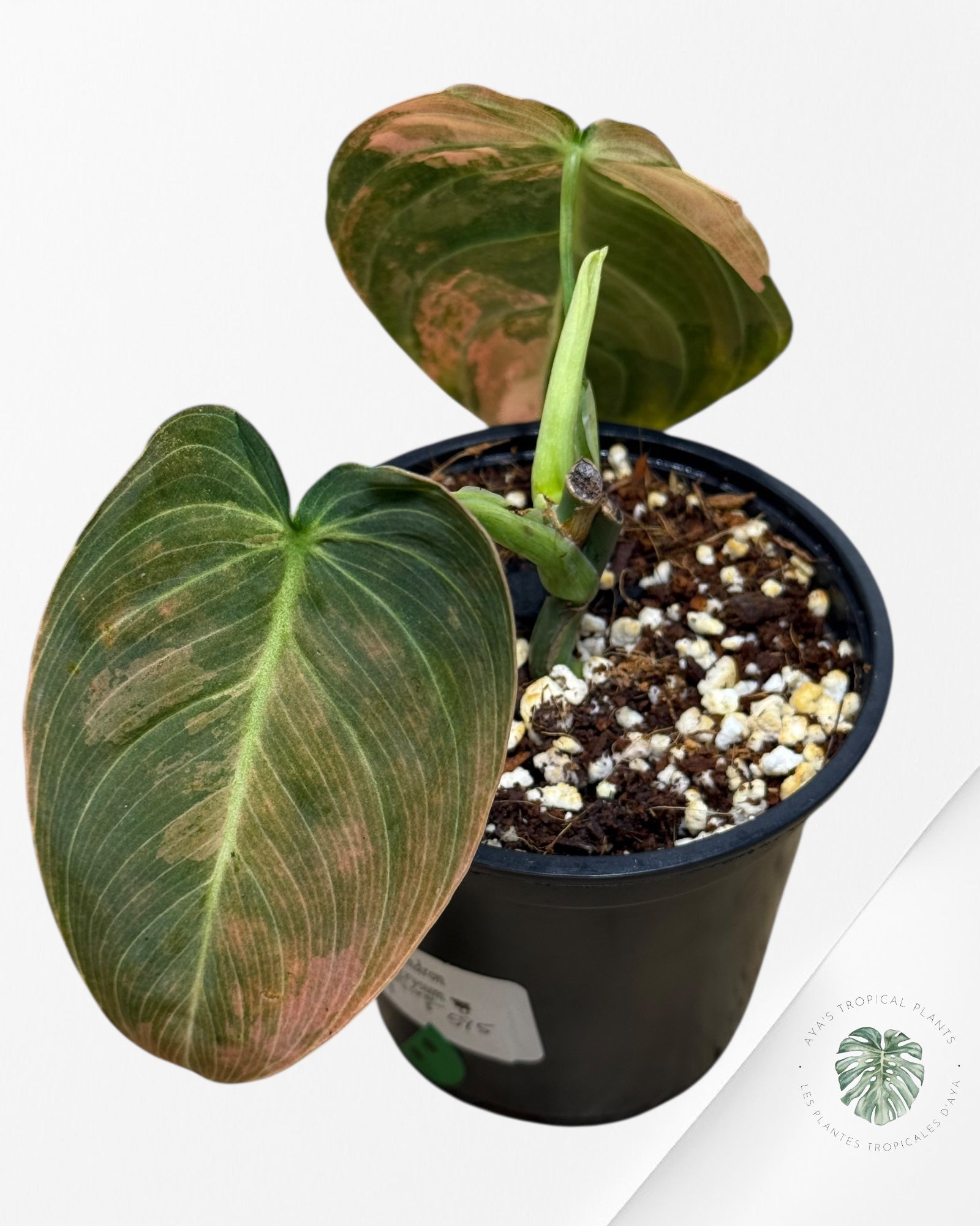 Philodendron Melanochrysum Orange (Bonfire)