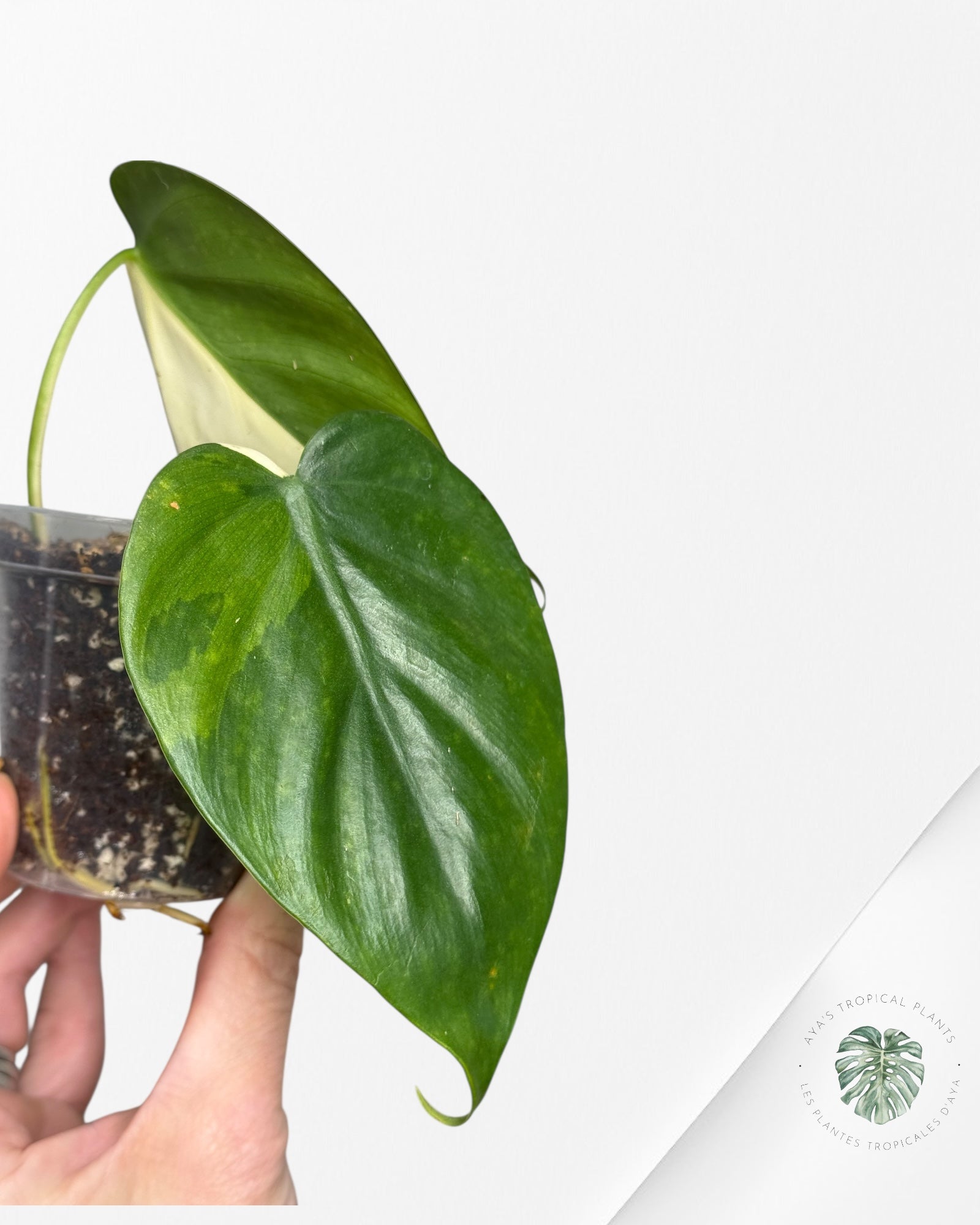 Philodendron Hederaceum Albo Variegated