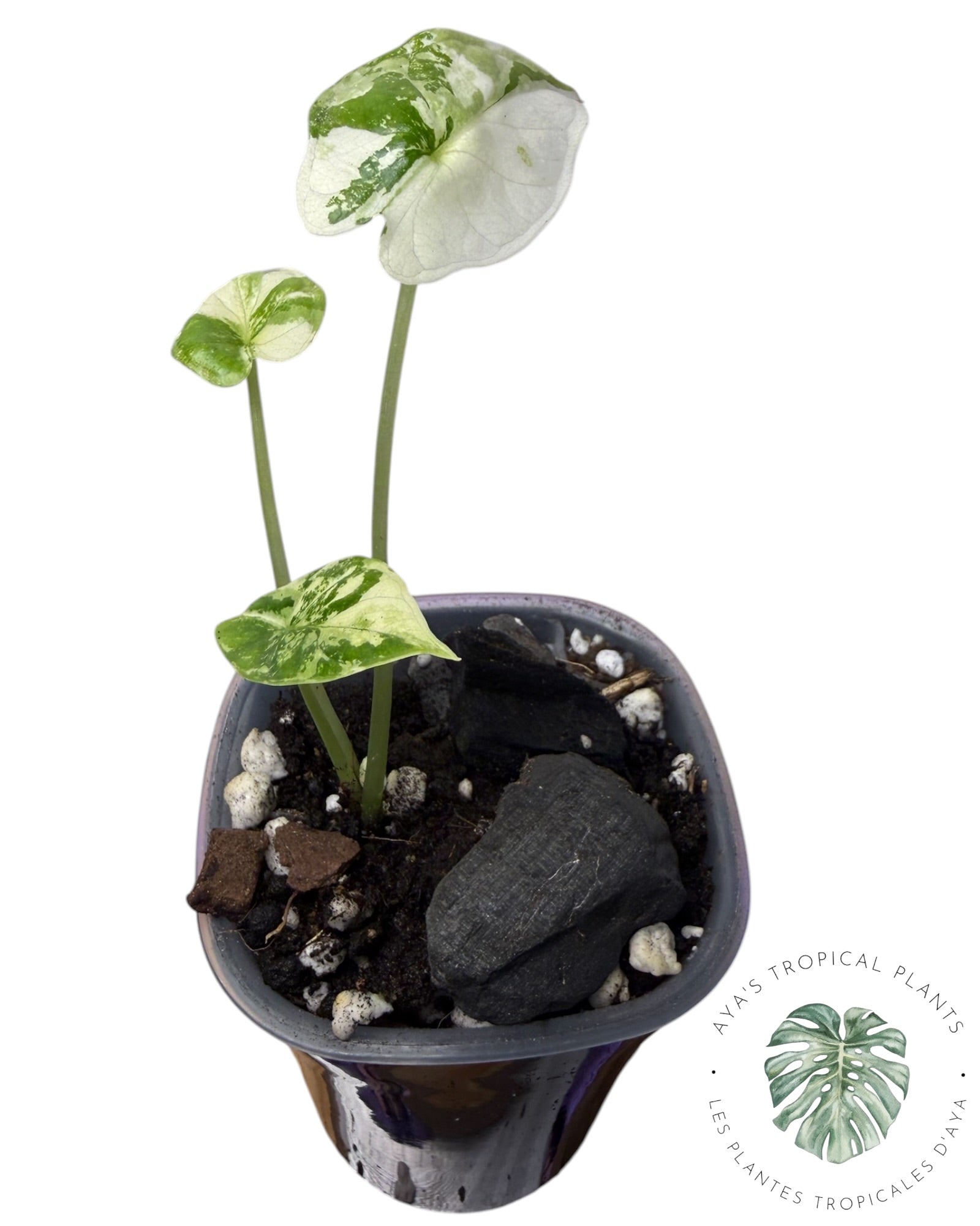 Alocasia Dragon Scale Albo