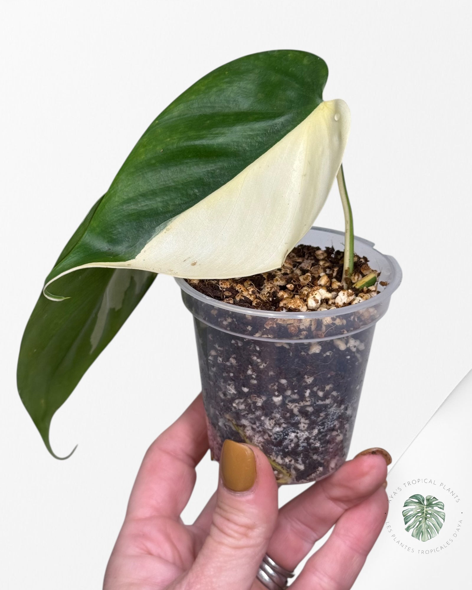 Philodendron Hederaceum Albo Variegated