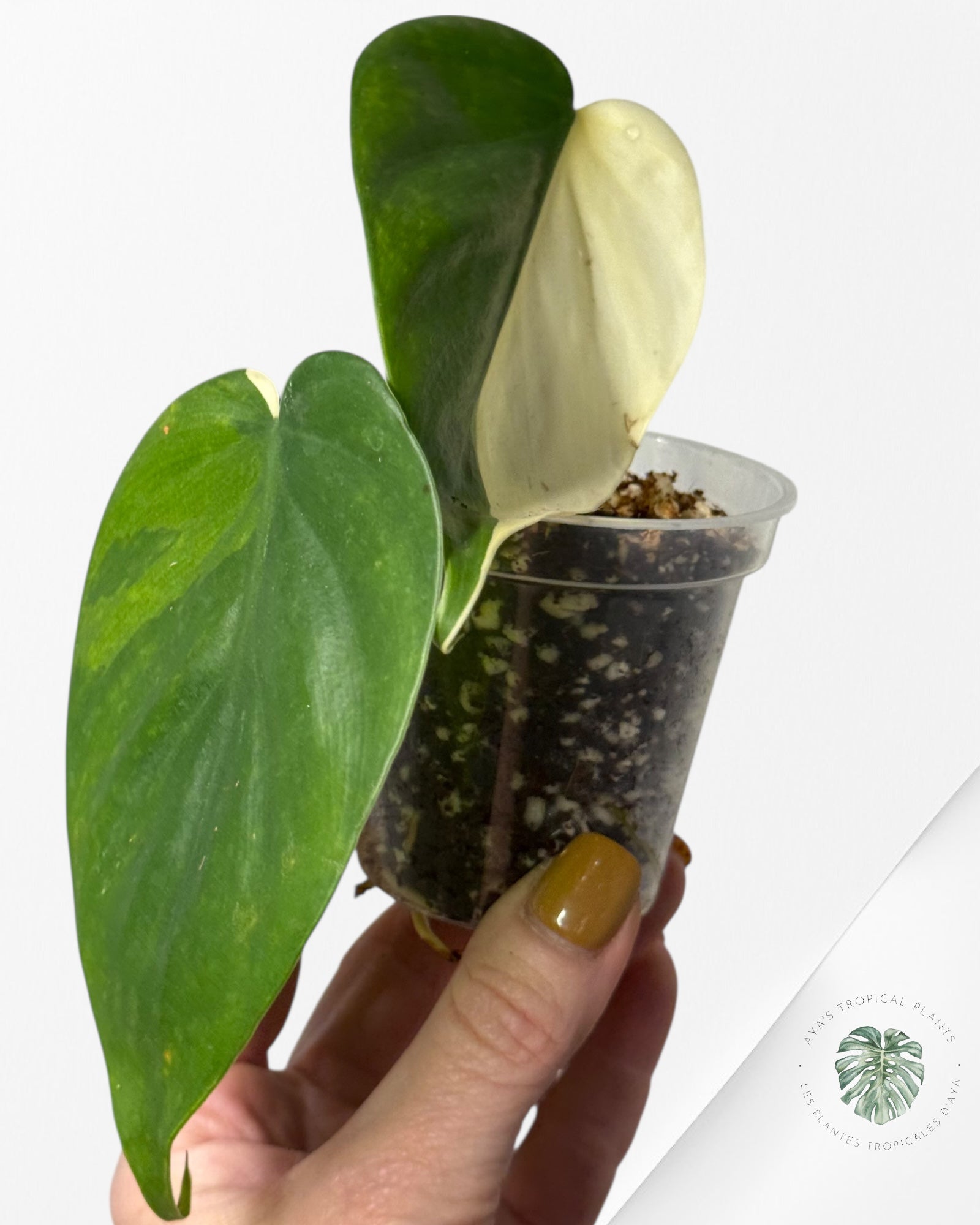 Philodendron Hederaceum Albo Variegated