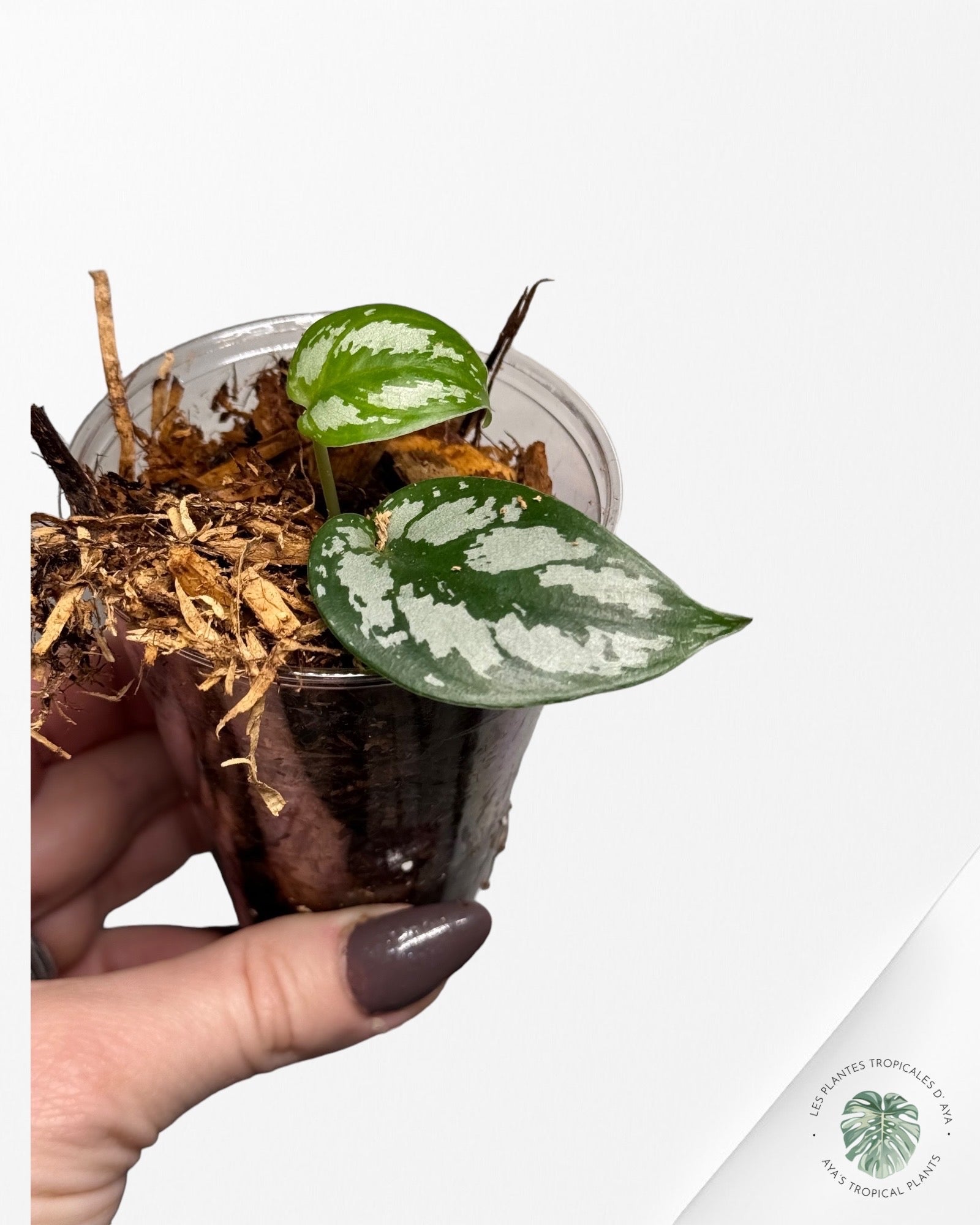 Philodendron Strawberry Shake (Large )JAS12