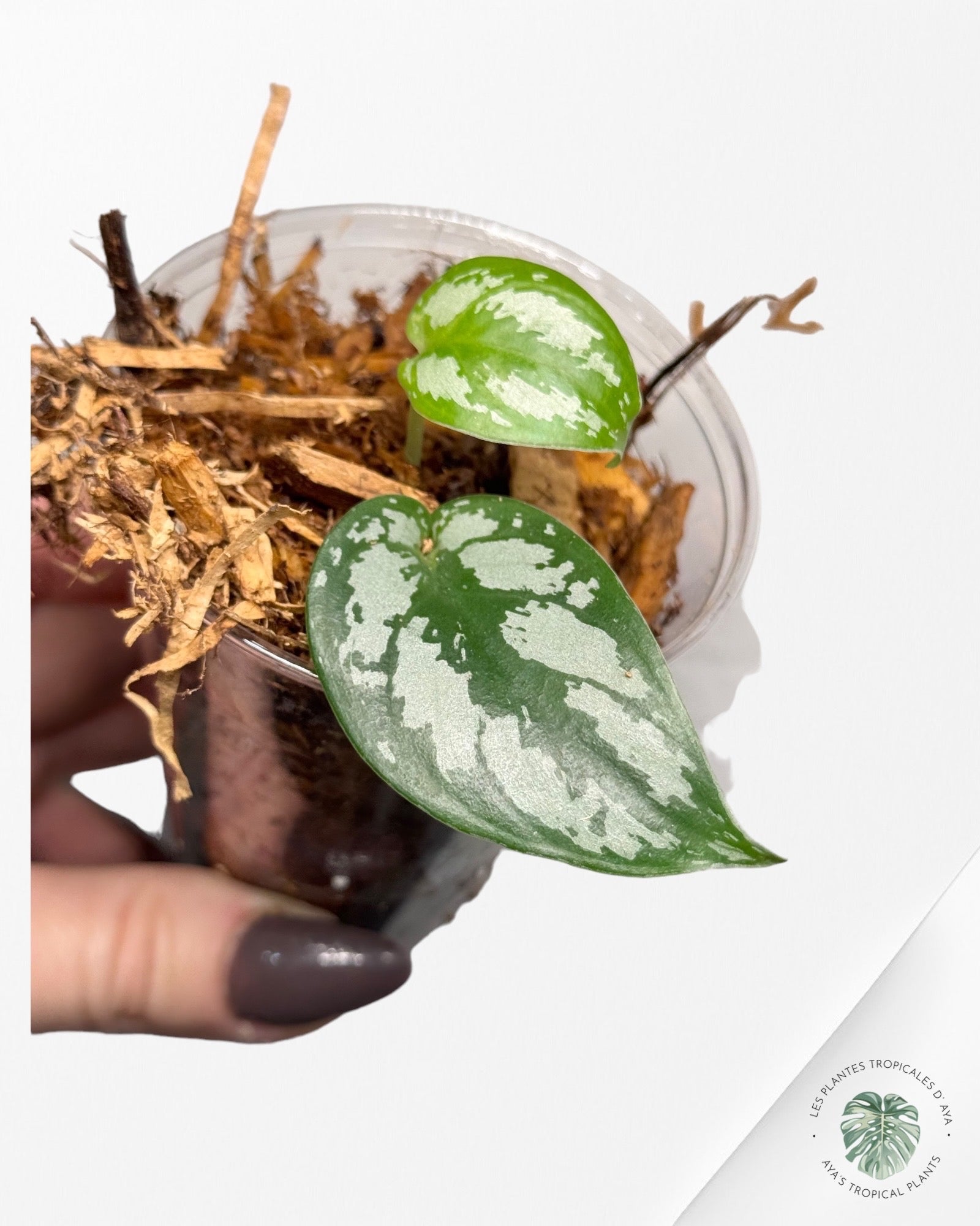 Philodendron Strawberry Shake (Large )JAS12