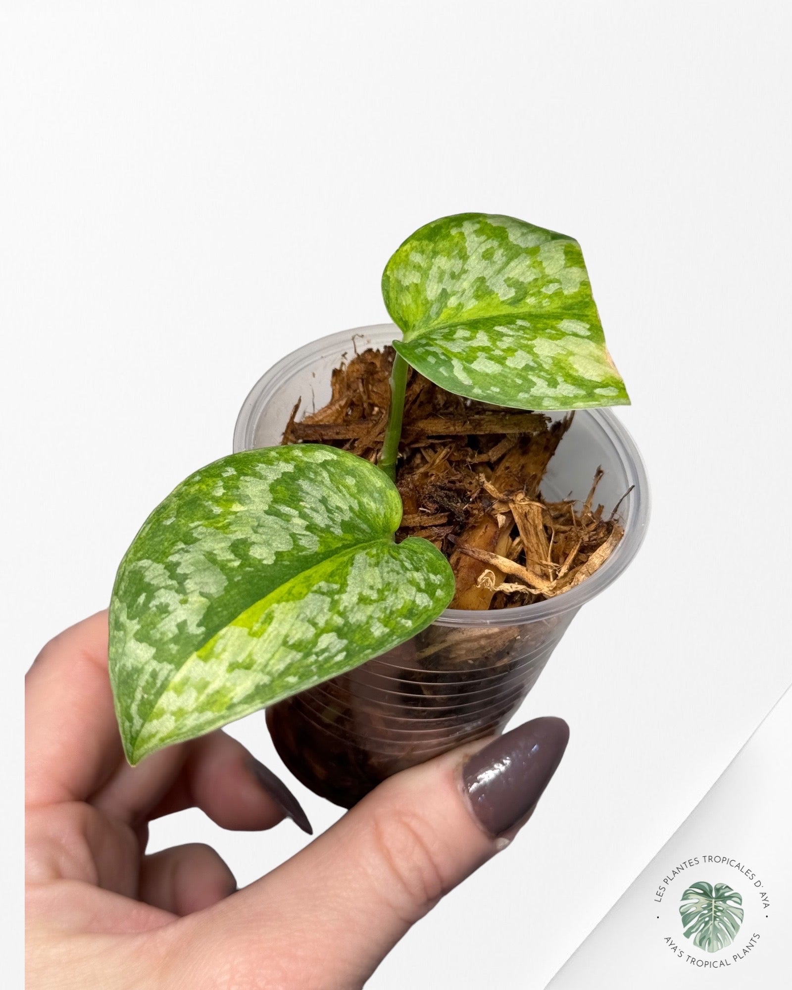 Philodendron Strawberry Shake (Large )JAS12