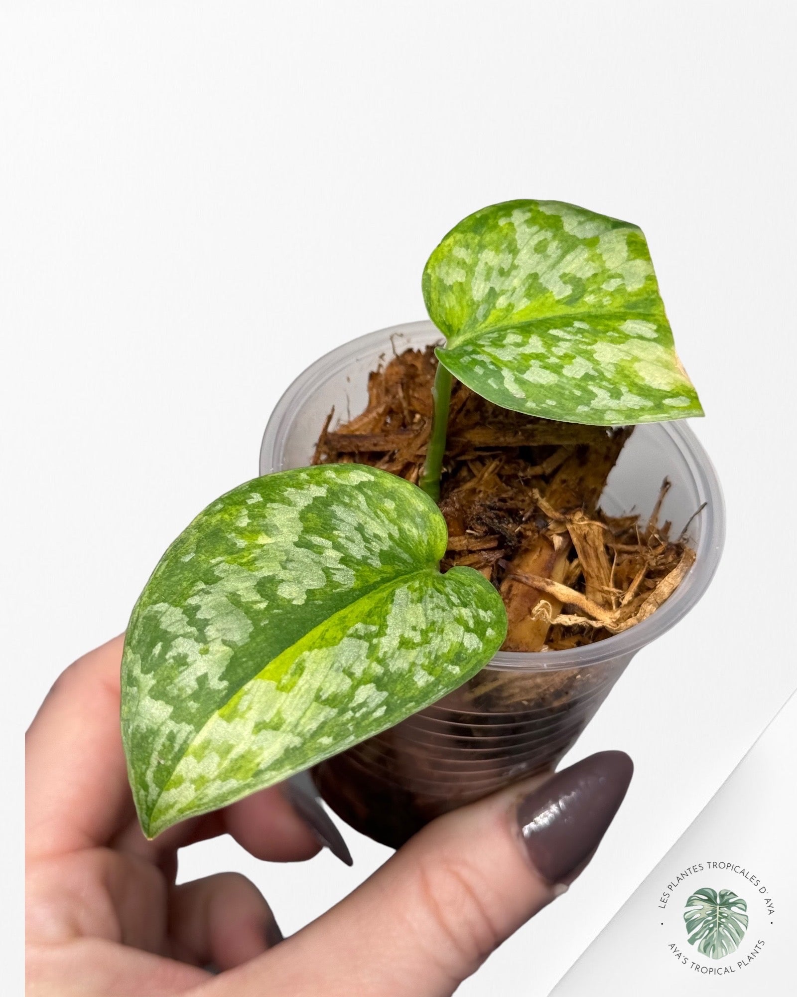 Philodendron Strawberry Shake (Large )JAS12