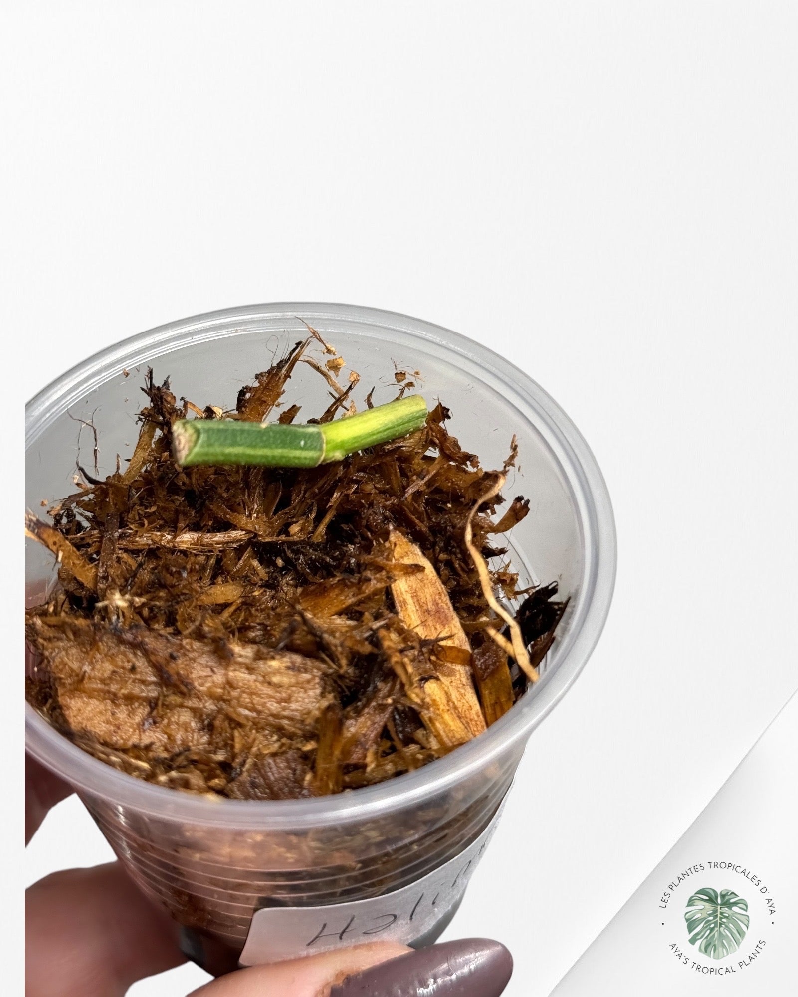 Philodendron Strawberry Shake (Large )JAS12