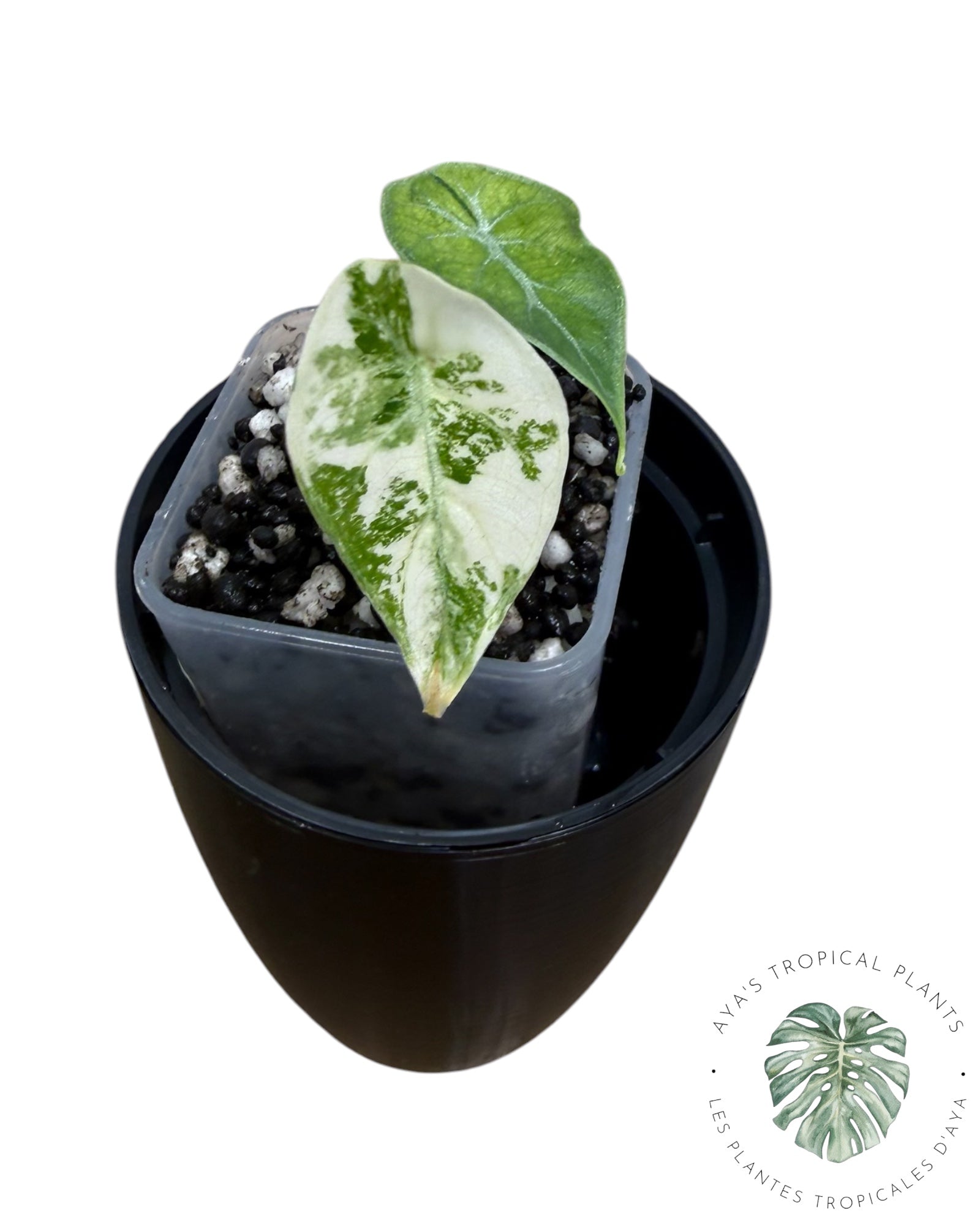 Alocasia Watsoniana Doff. Pink Variegated