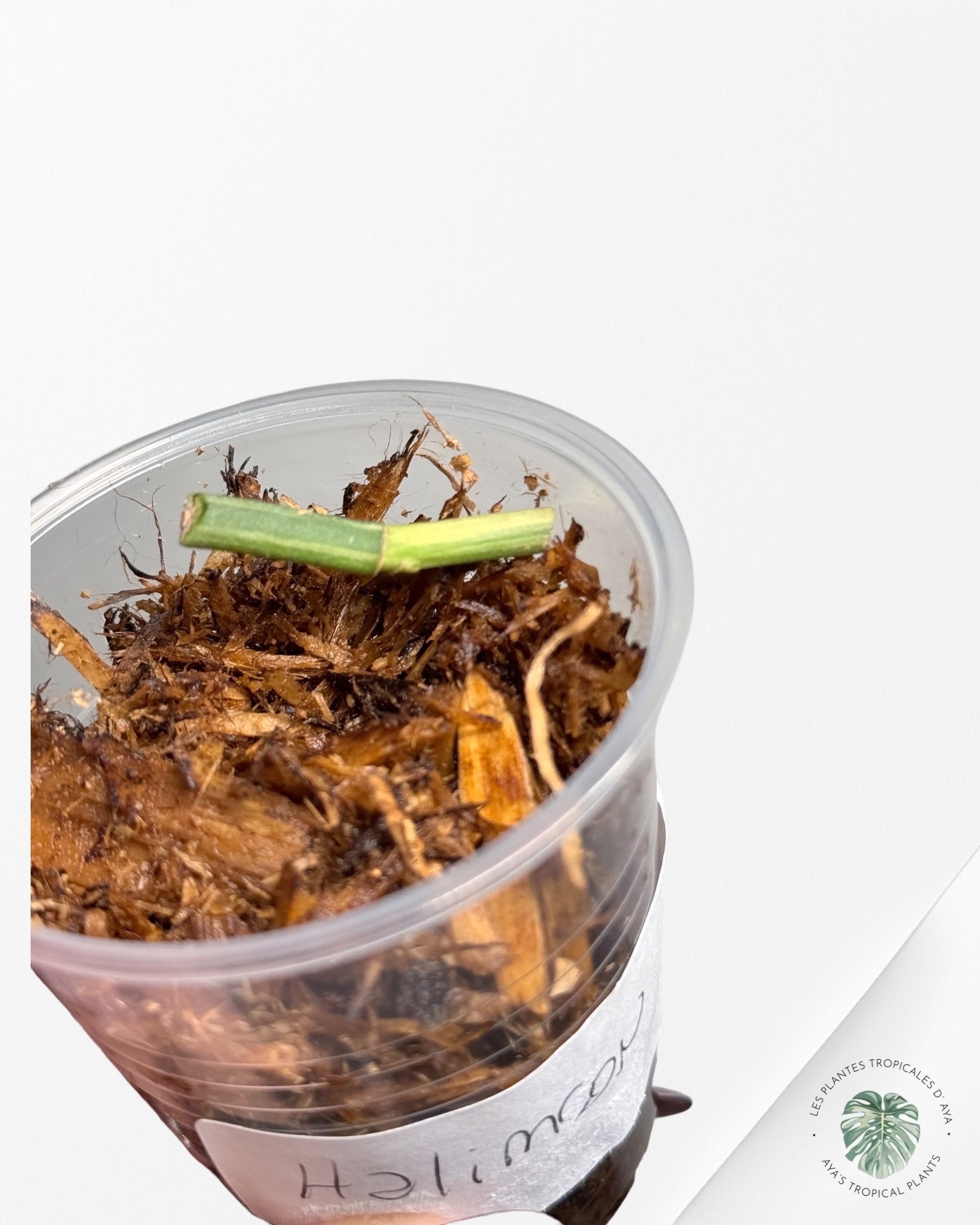 Philodendron Strawberry Shake (Large )JAS12