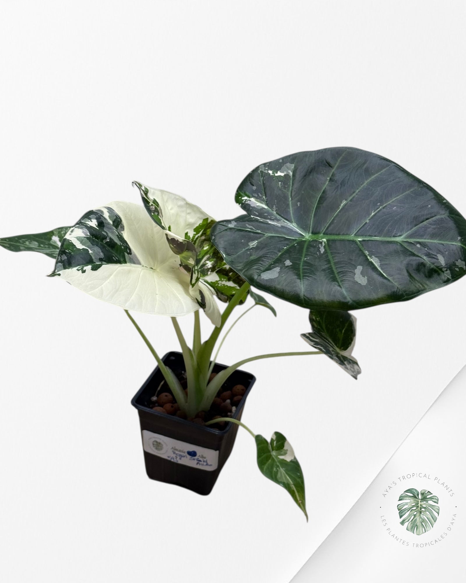 Alocasia Regal Shield Albo