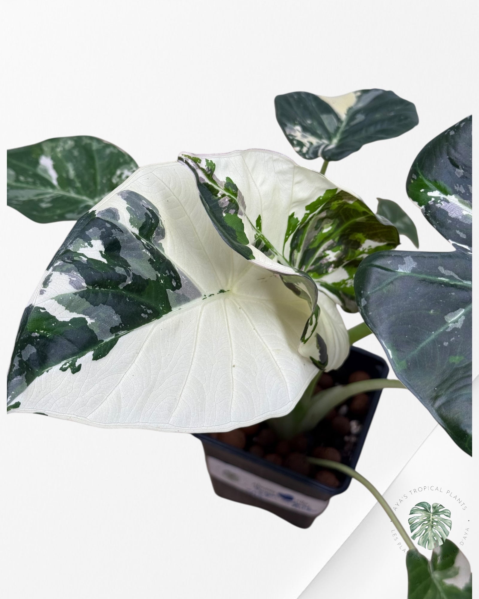 Alocasia Regal Shield Albo