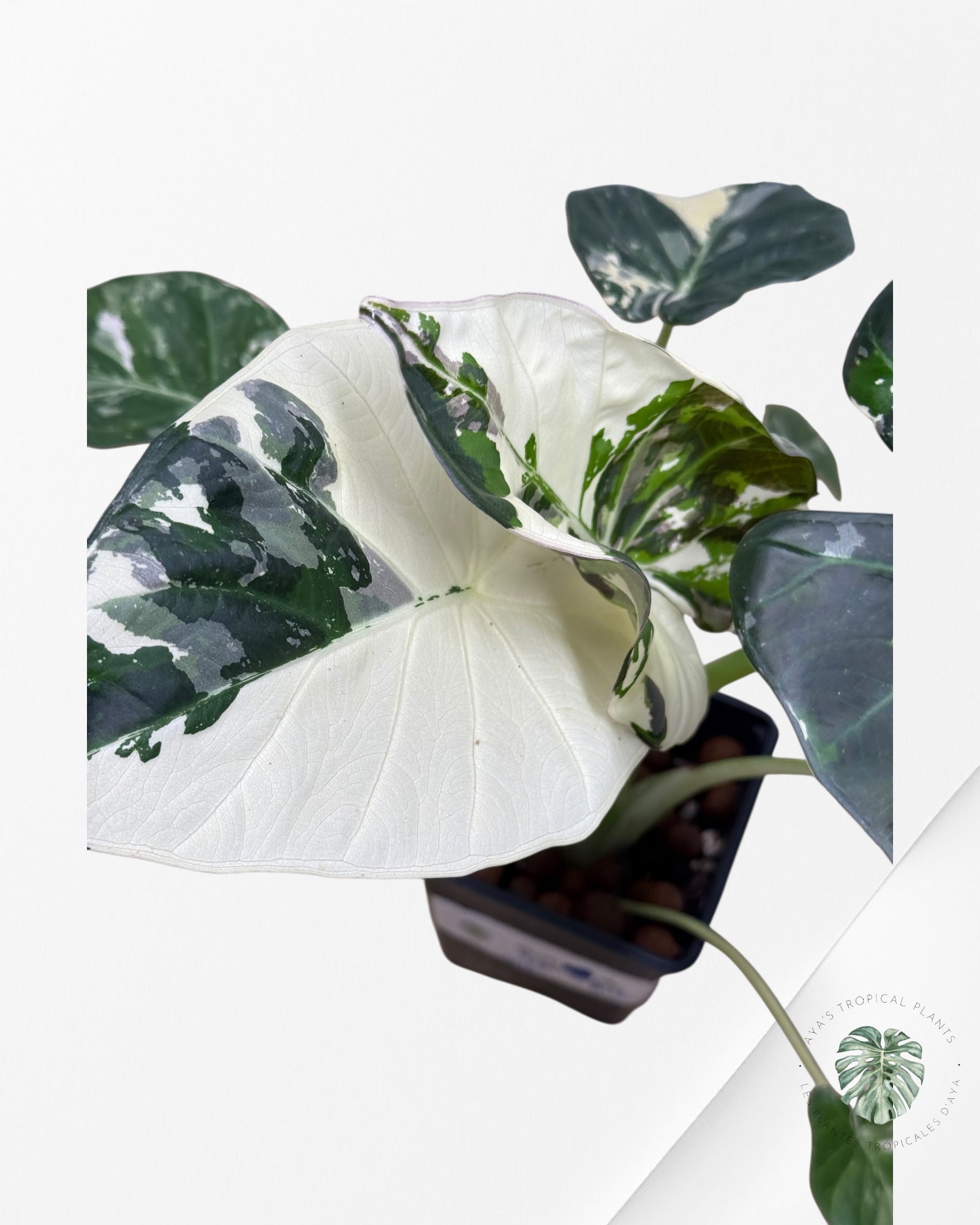 Alocasia Regal Shield Albo