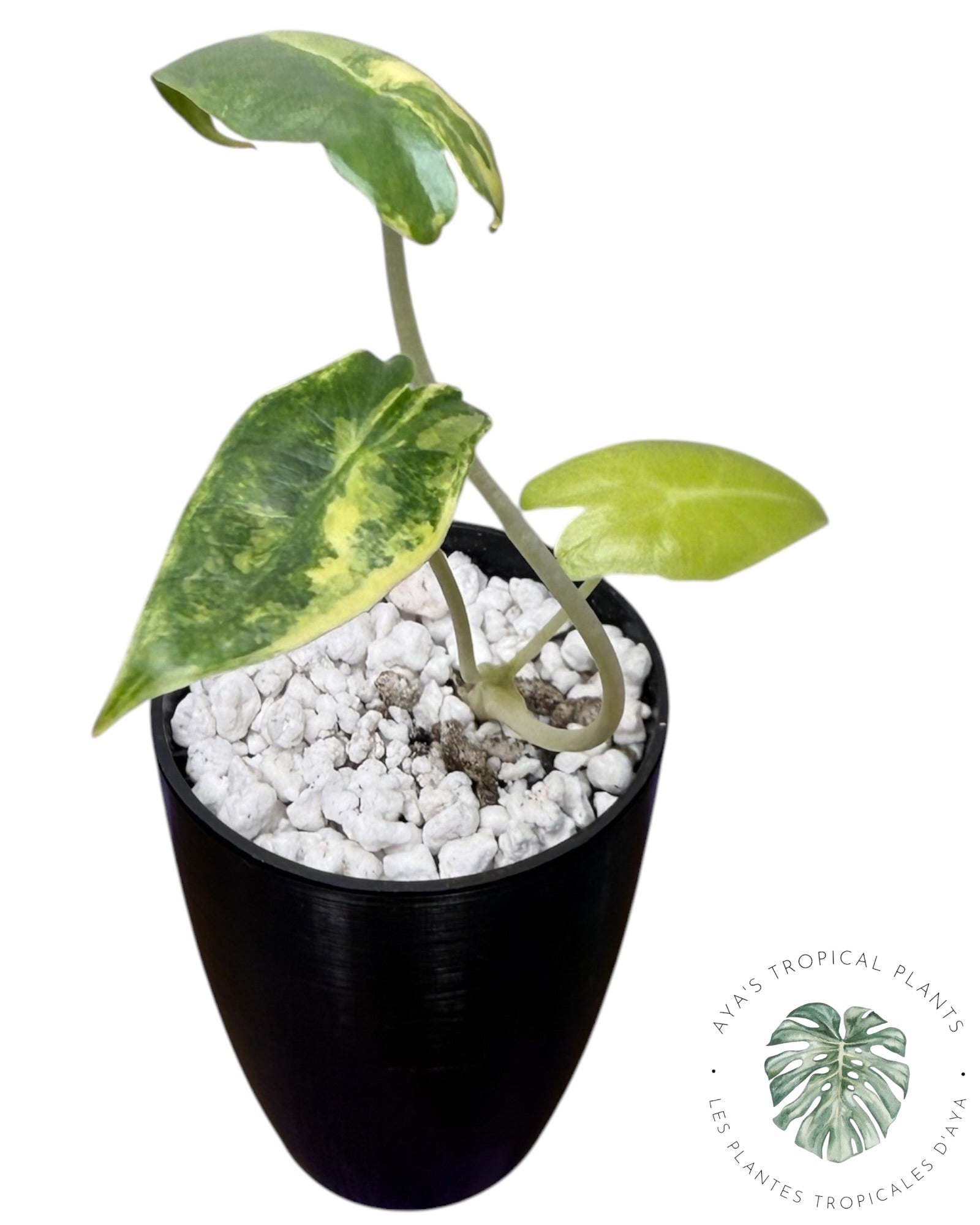 Alocasia Sarian Aurea