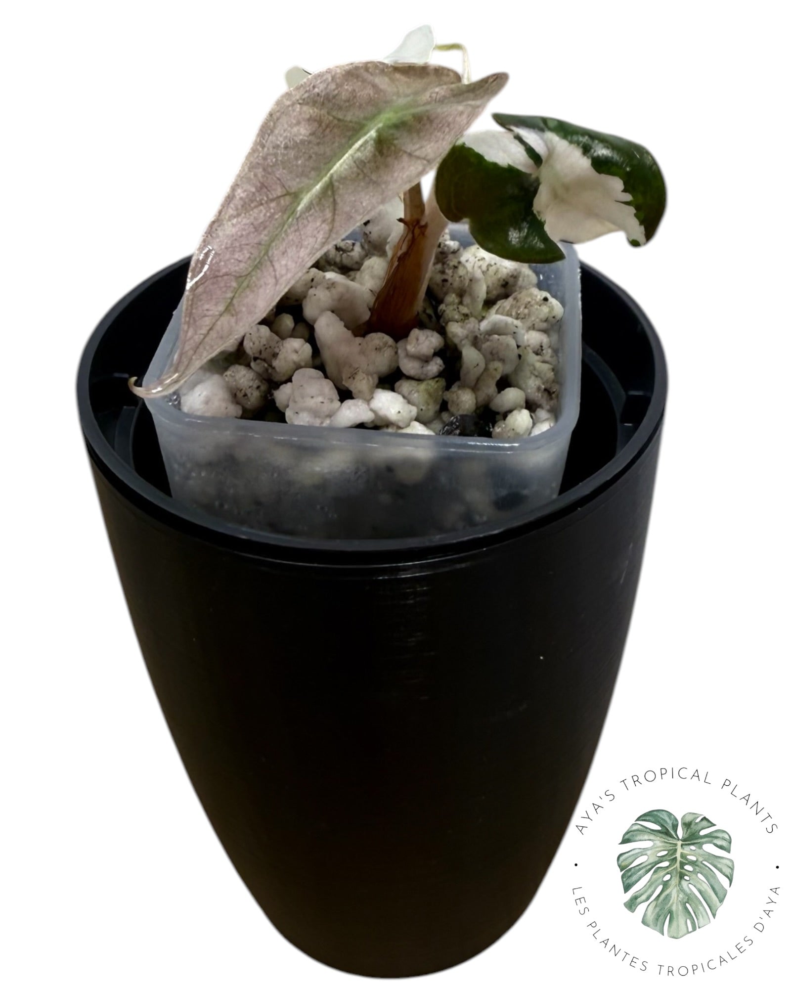 Alocasia Polly Lava Variegated