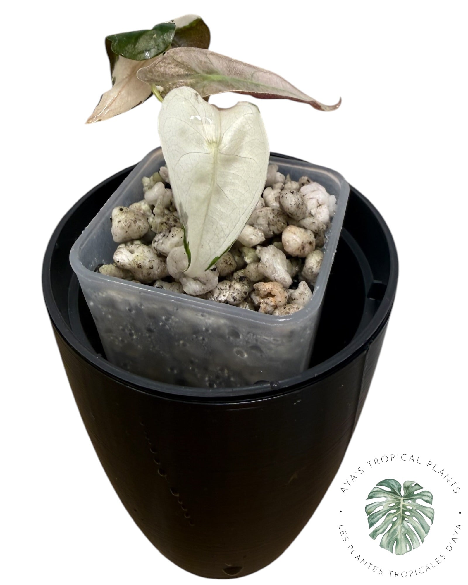 Alocasia Polly Lava Variegated