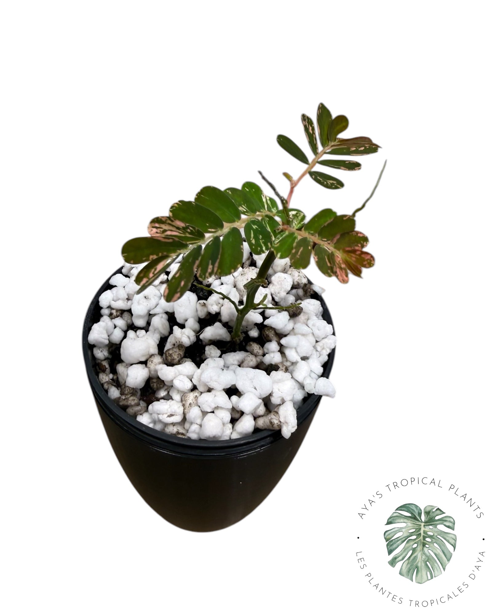 Phyllanthus urinaria 'Pink Variegated