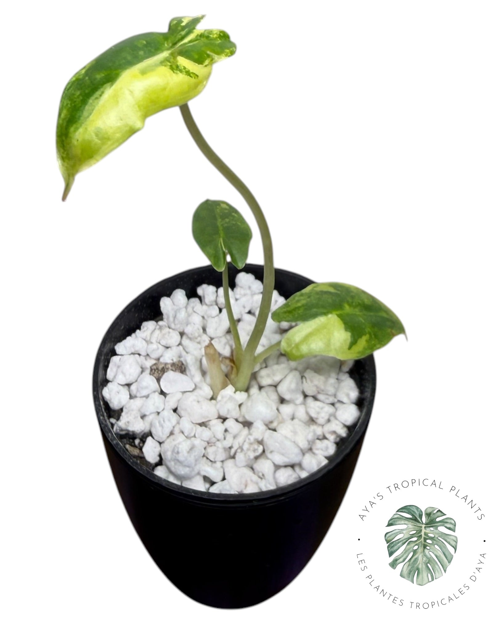 Alocasia Sarian Aurea