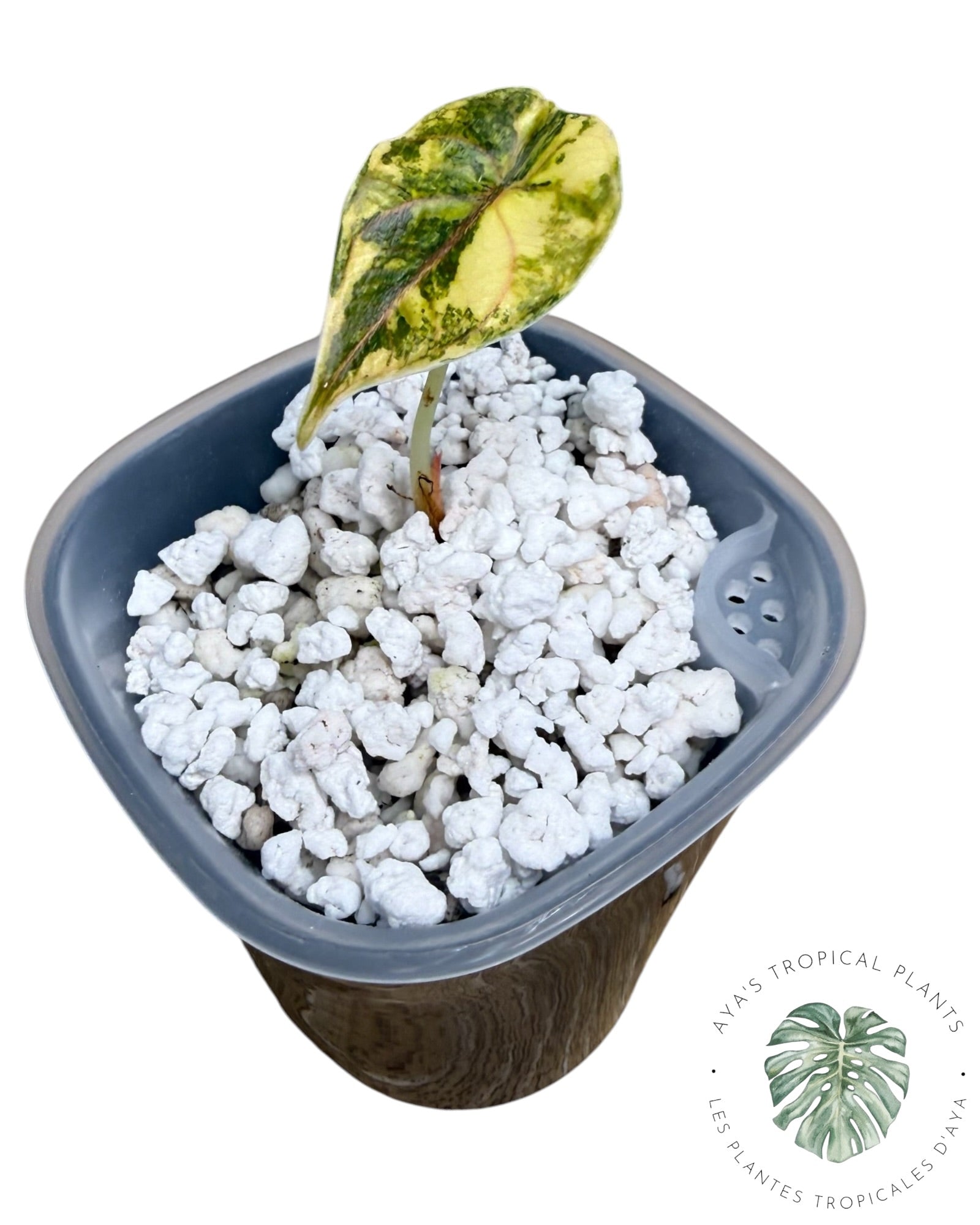 Alocasia Azlanii Aurea Variegated