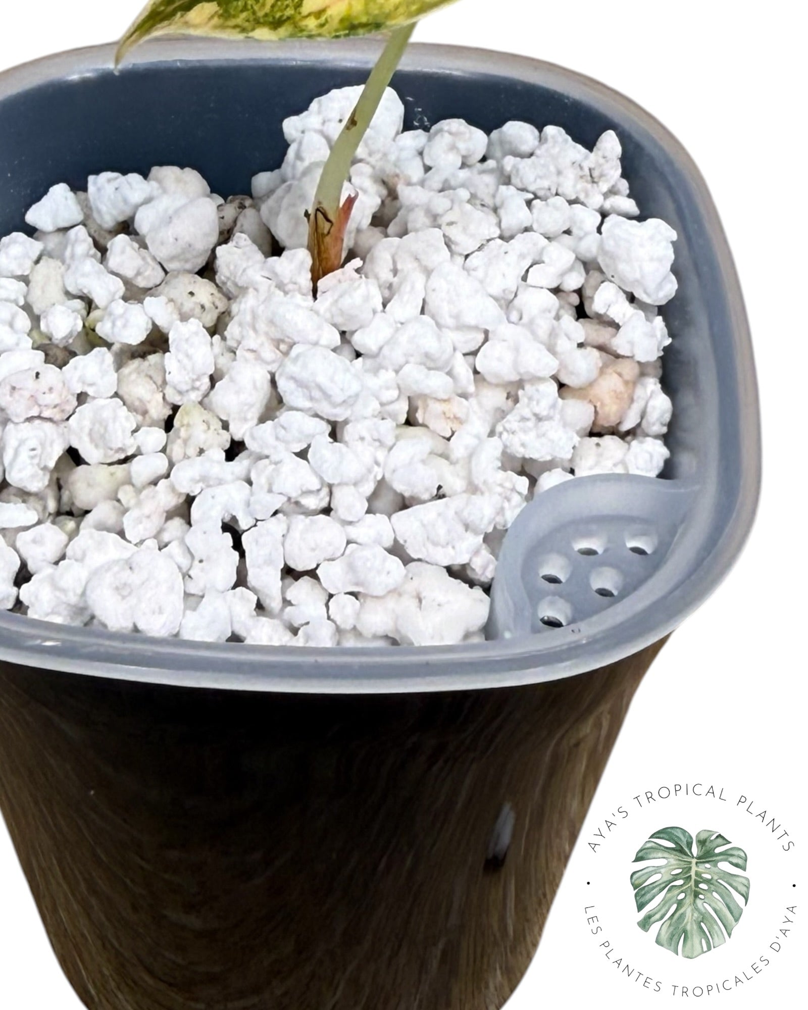 Alocasia Azlanii Aurea Variegated