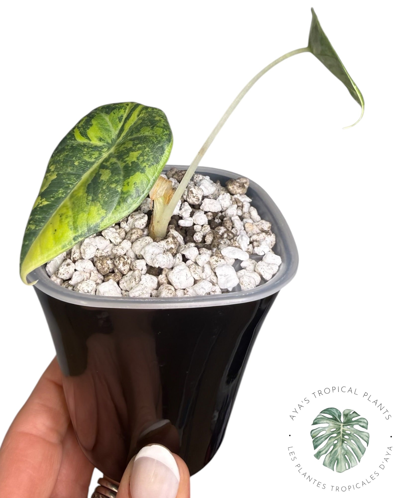 Alocasia Maharani Golden Lime