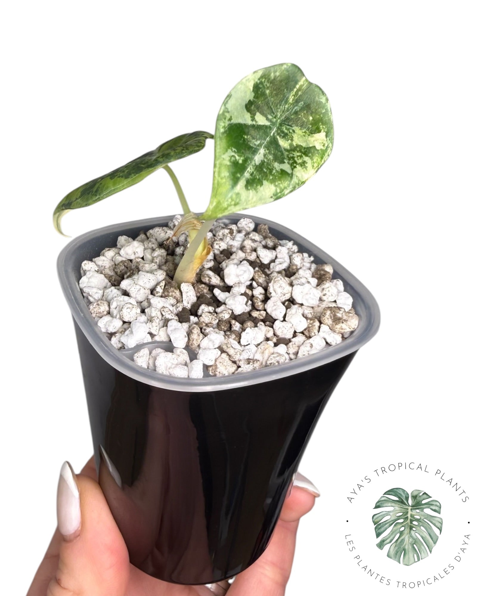 Alocasia Maharani Golden Lime