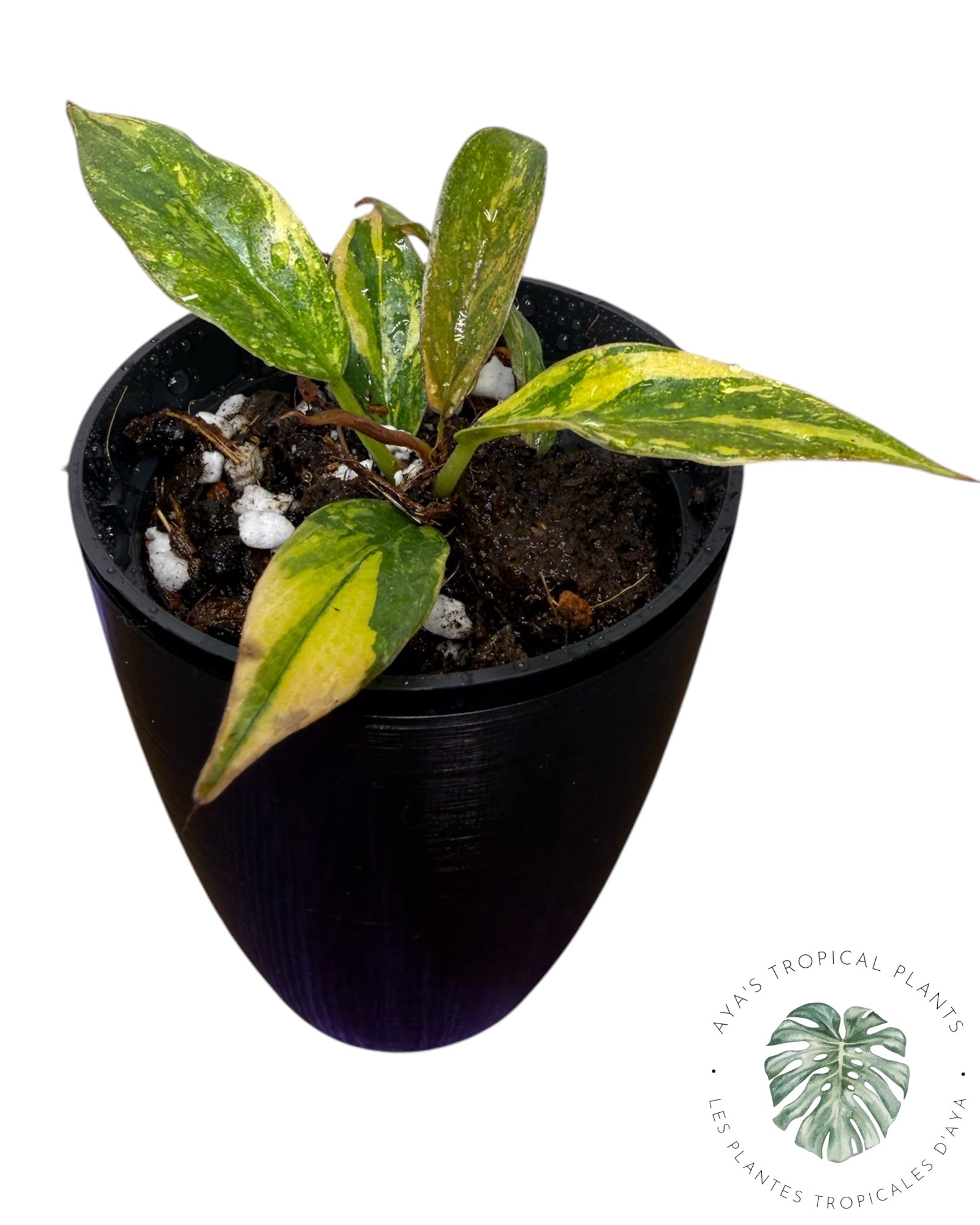 Philodendron Caramel Fire Tiger