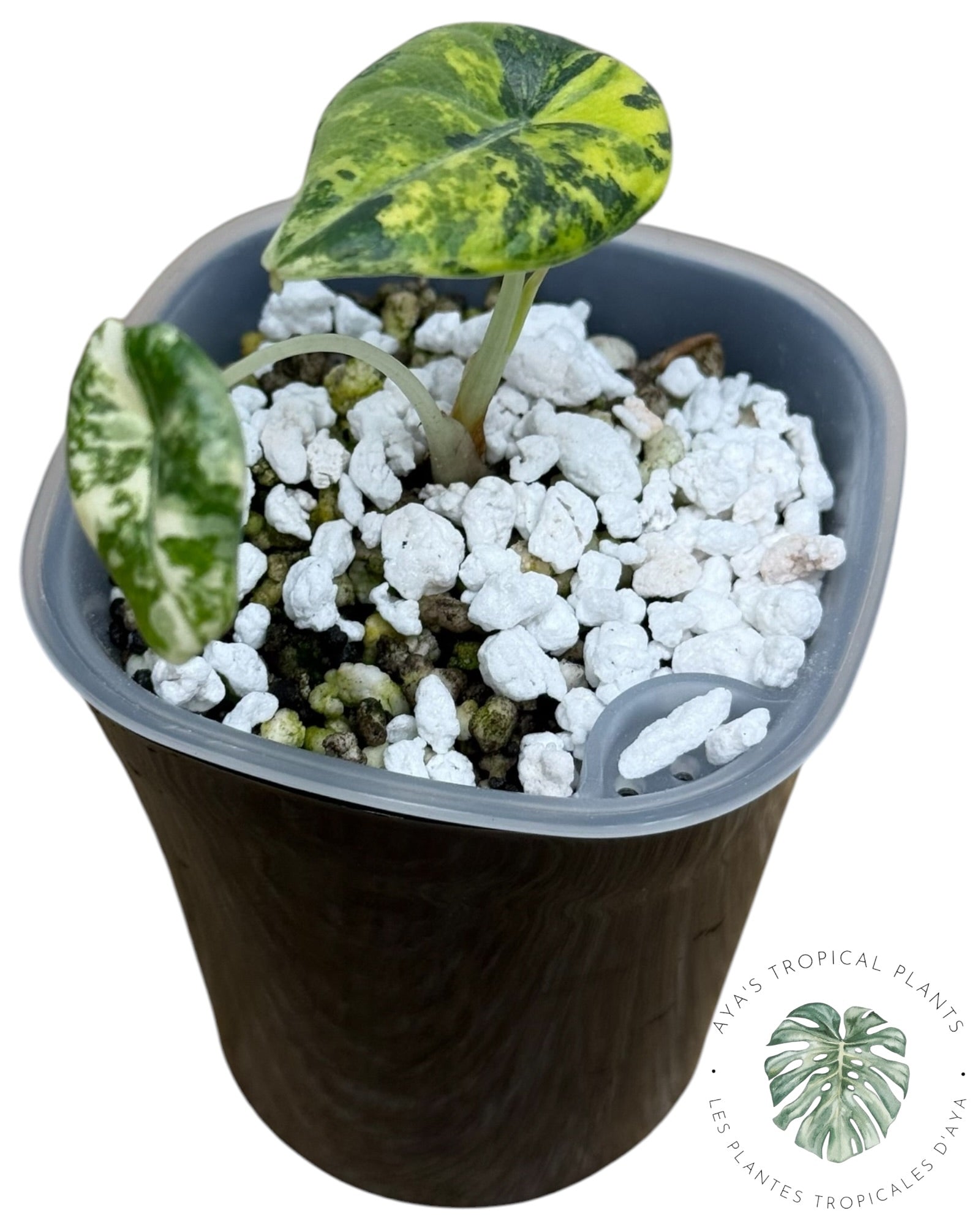 Alocasia Maharani Golden Lime