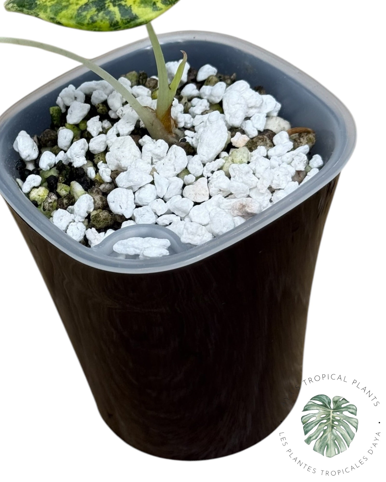 Alocasia Maharani Golden Lime