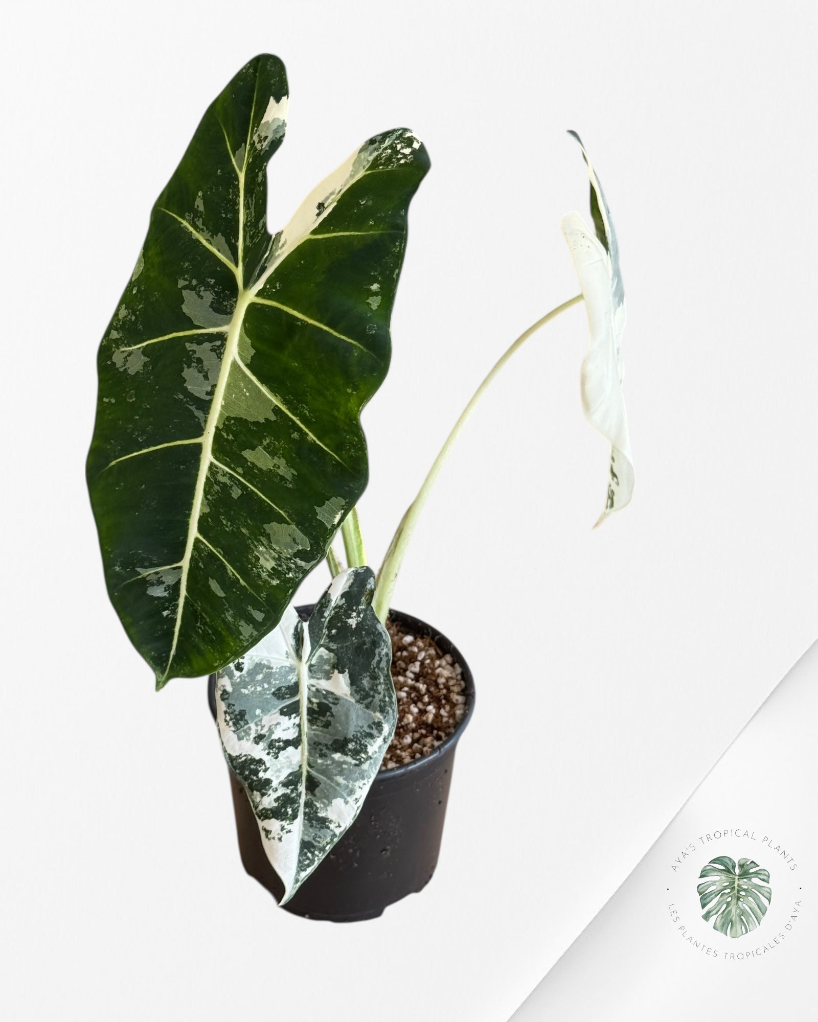 Alocasia Frydek Panaché - V4