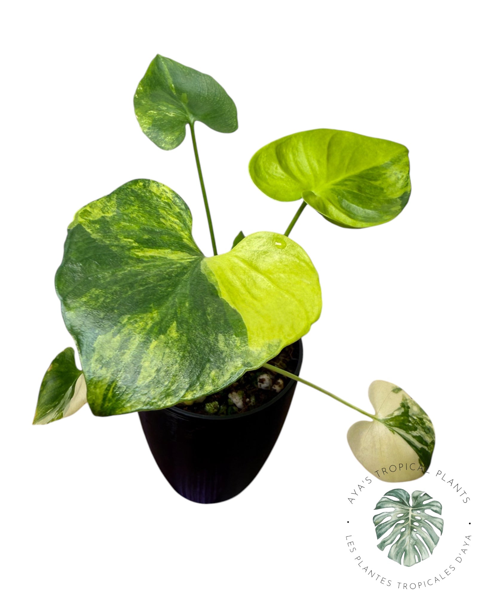 Philodendron Bipinnatifidum Variegated