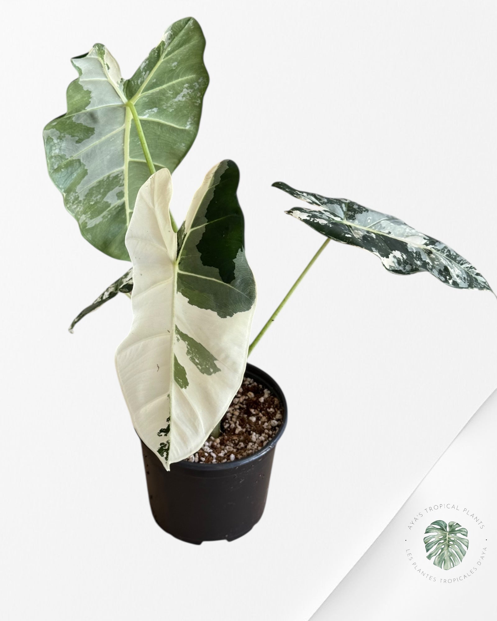 Alocasia Frydek Panaché - V4