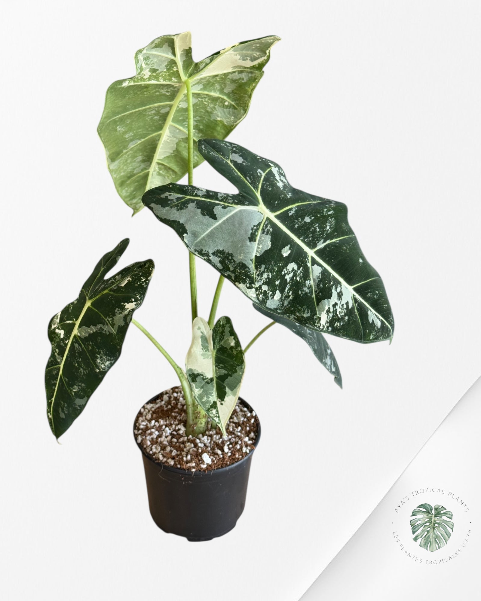 Alocasia Frydek Panaché - V5