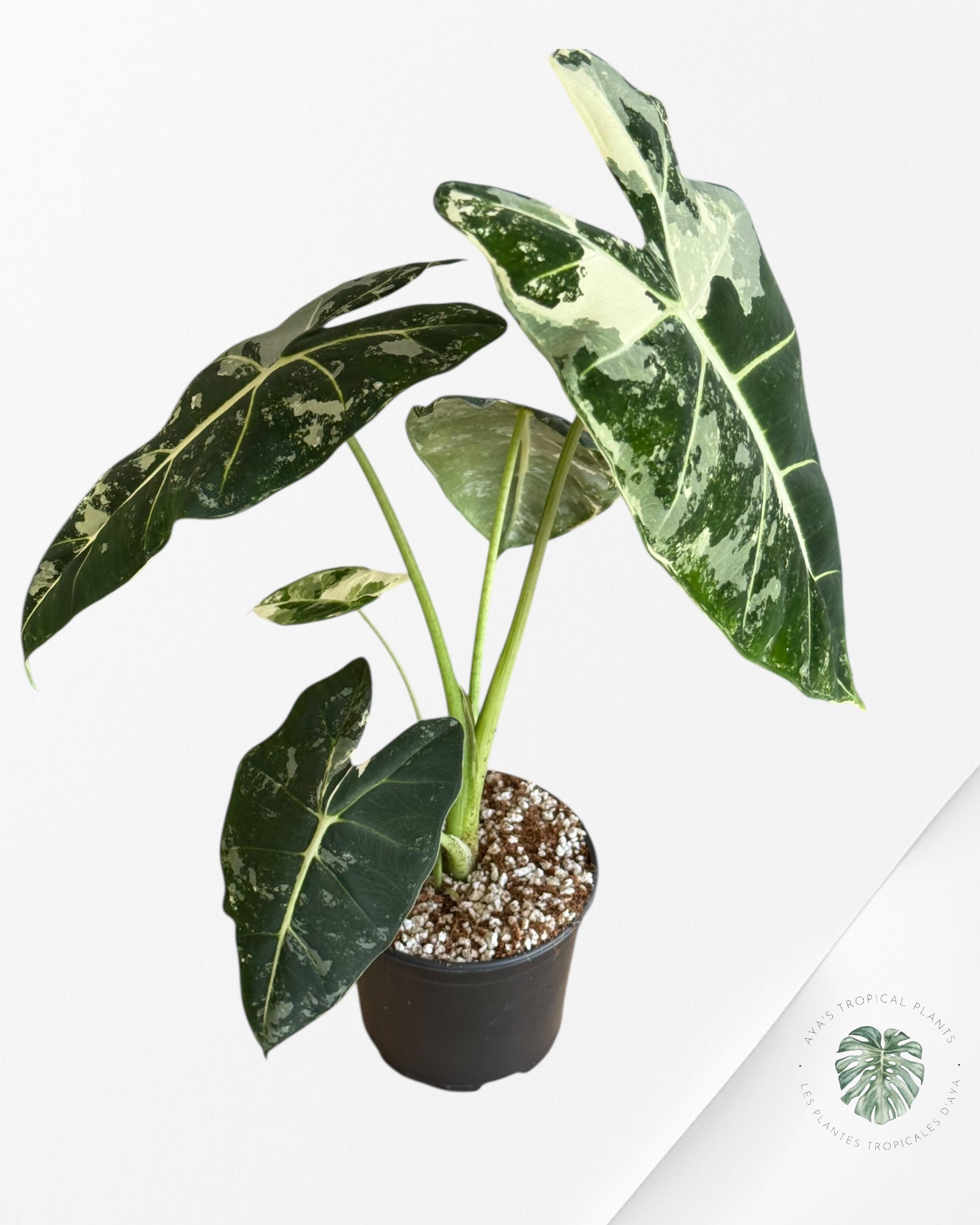 Alocasia Frydek Panaché - V5