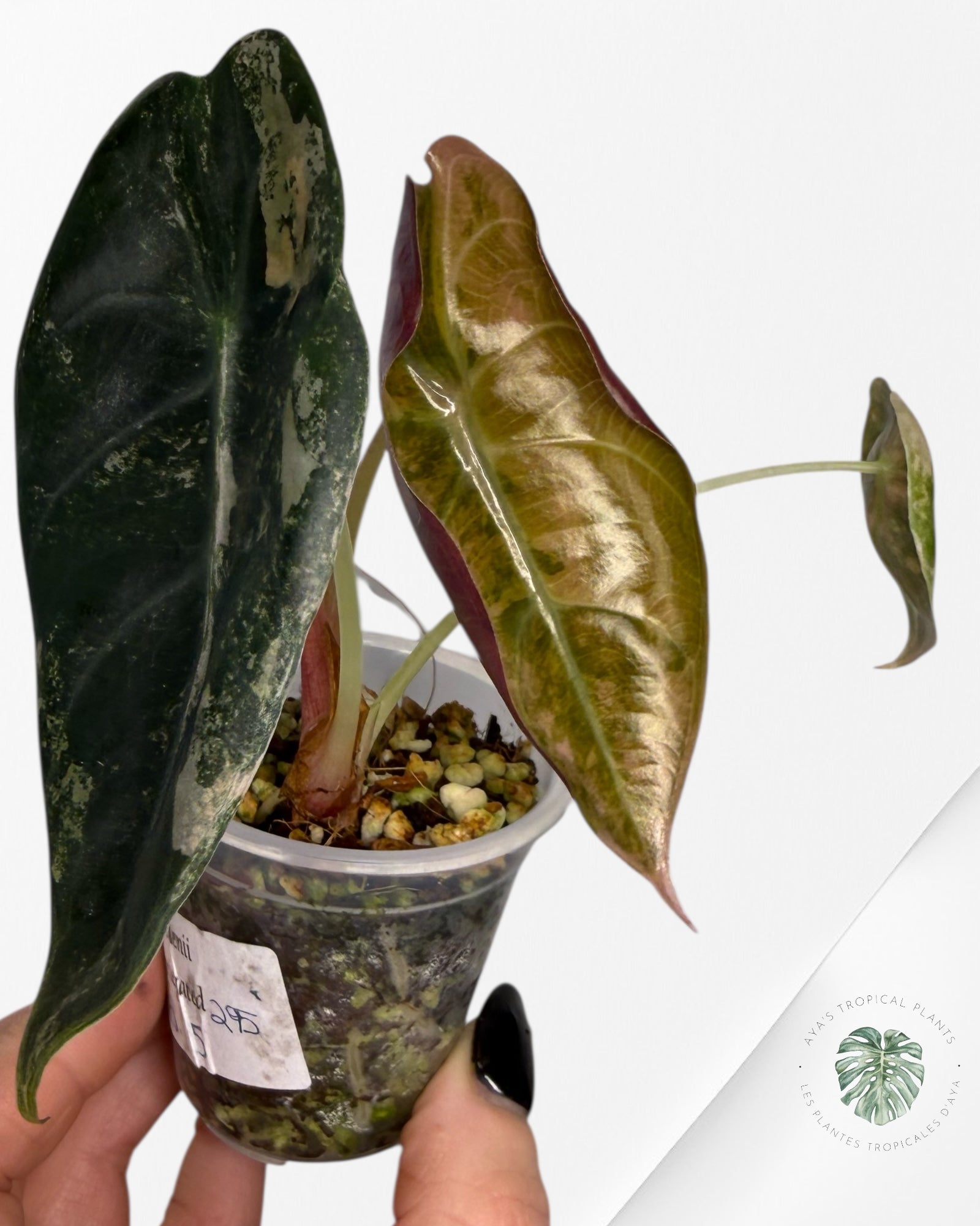 Alocasia Sedenii Variegated Aurea| Rare TC Plant| Aya's Tropical Plants