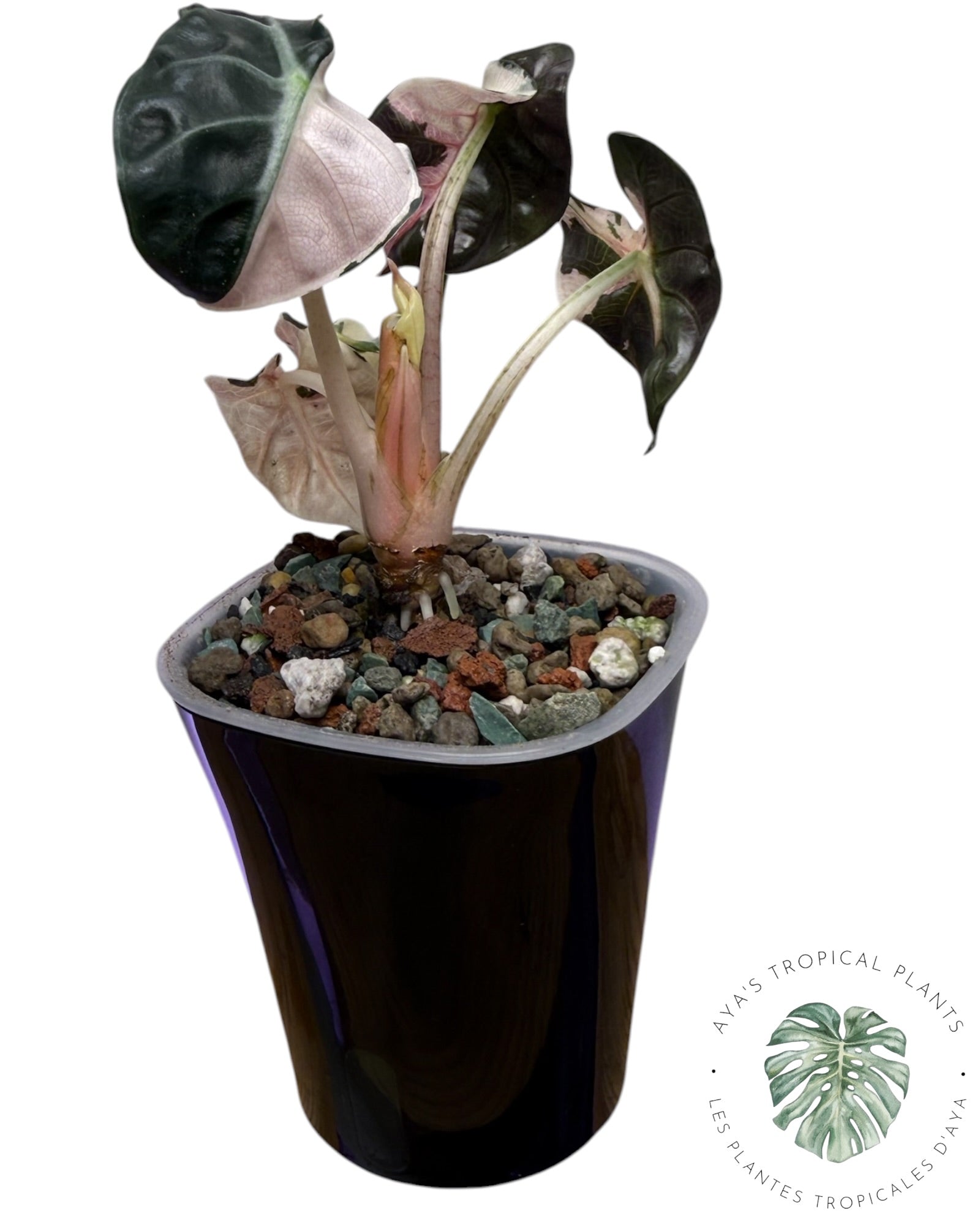 Alocasia Heart Balloon Pink variegated