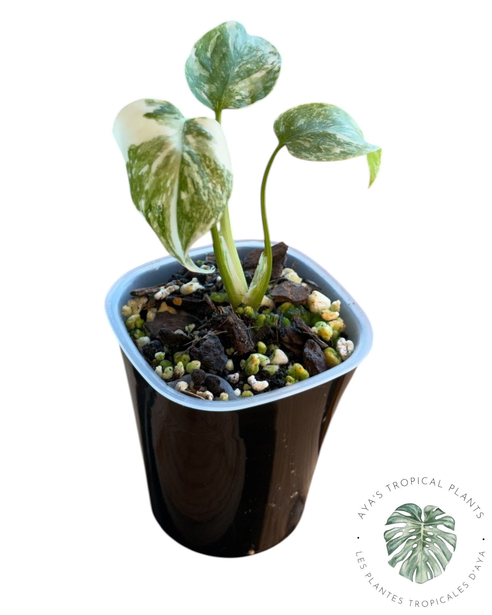 Monstera Deliciosa Legacy