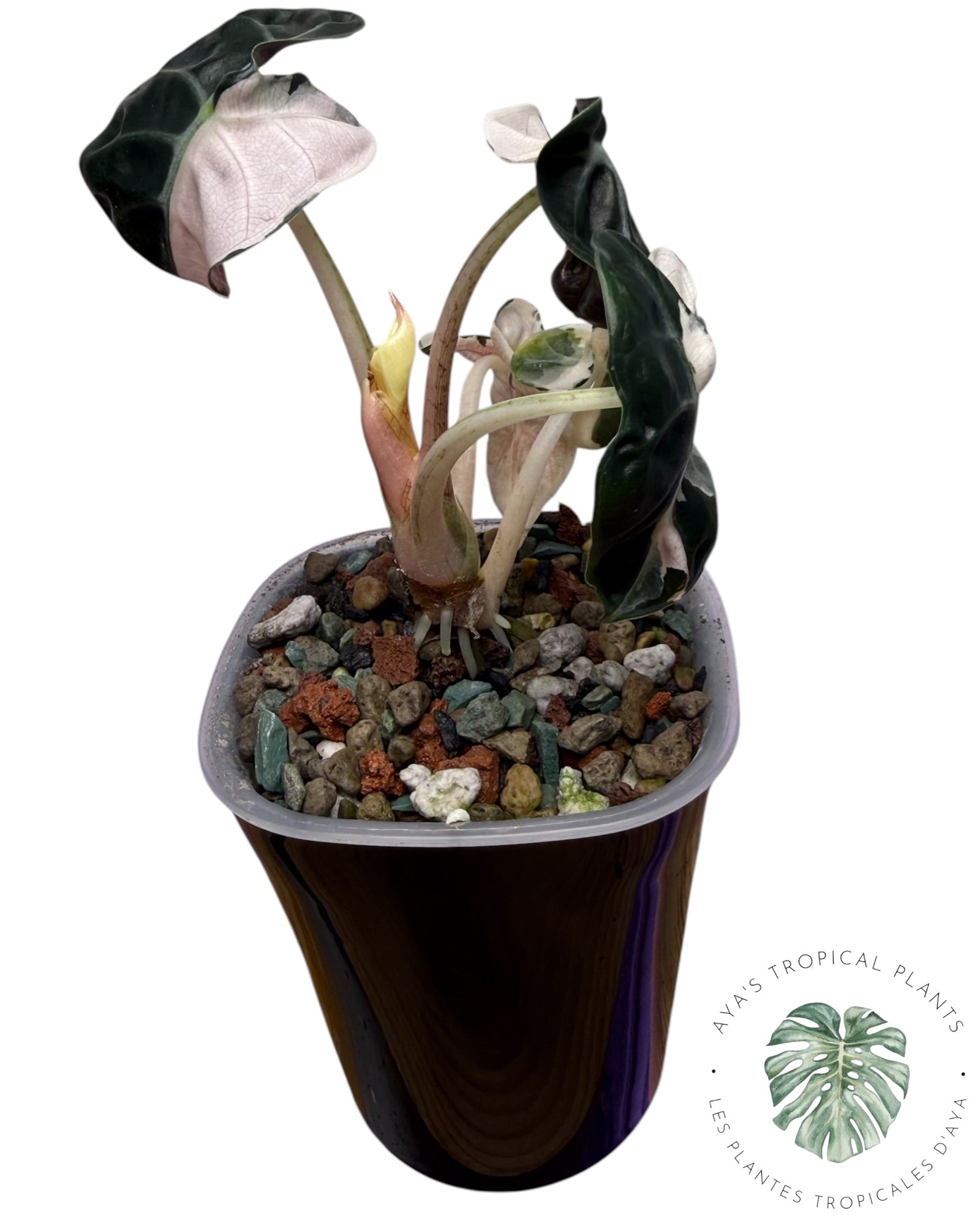 Alocasia Heart Balloon Pink variegated