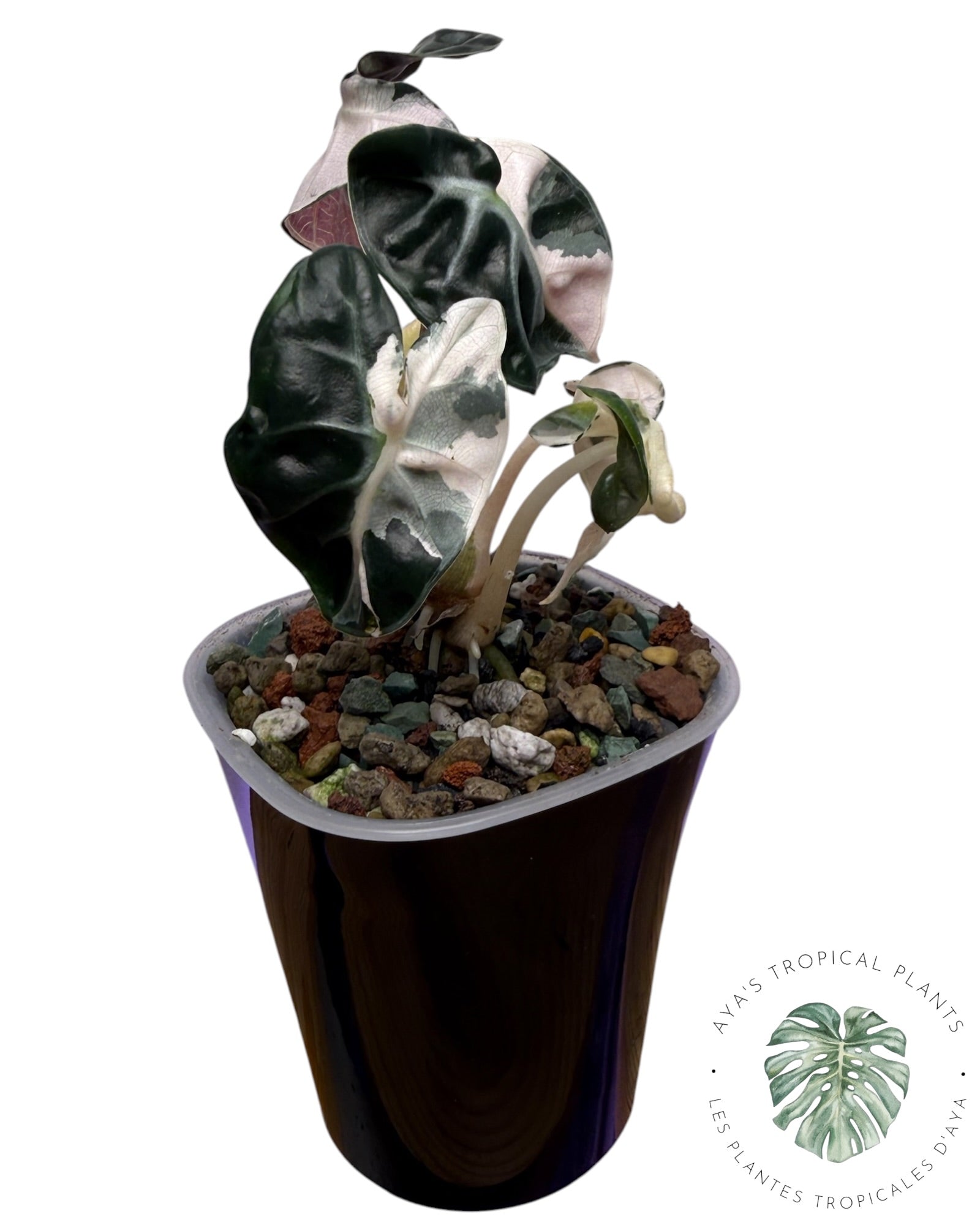 Alocasia Heart Balloon Pink variegated