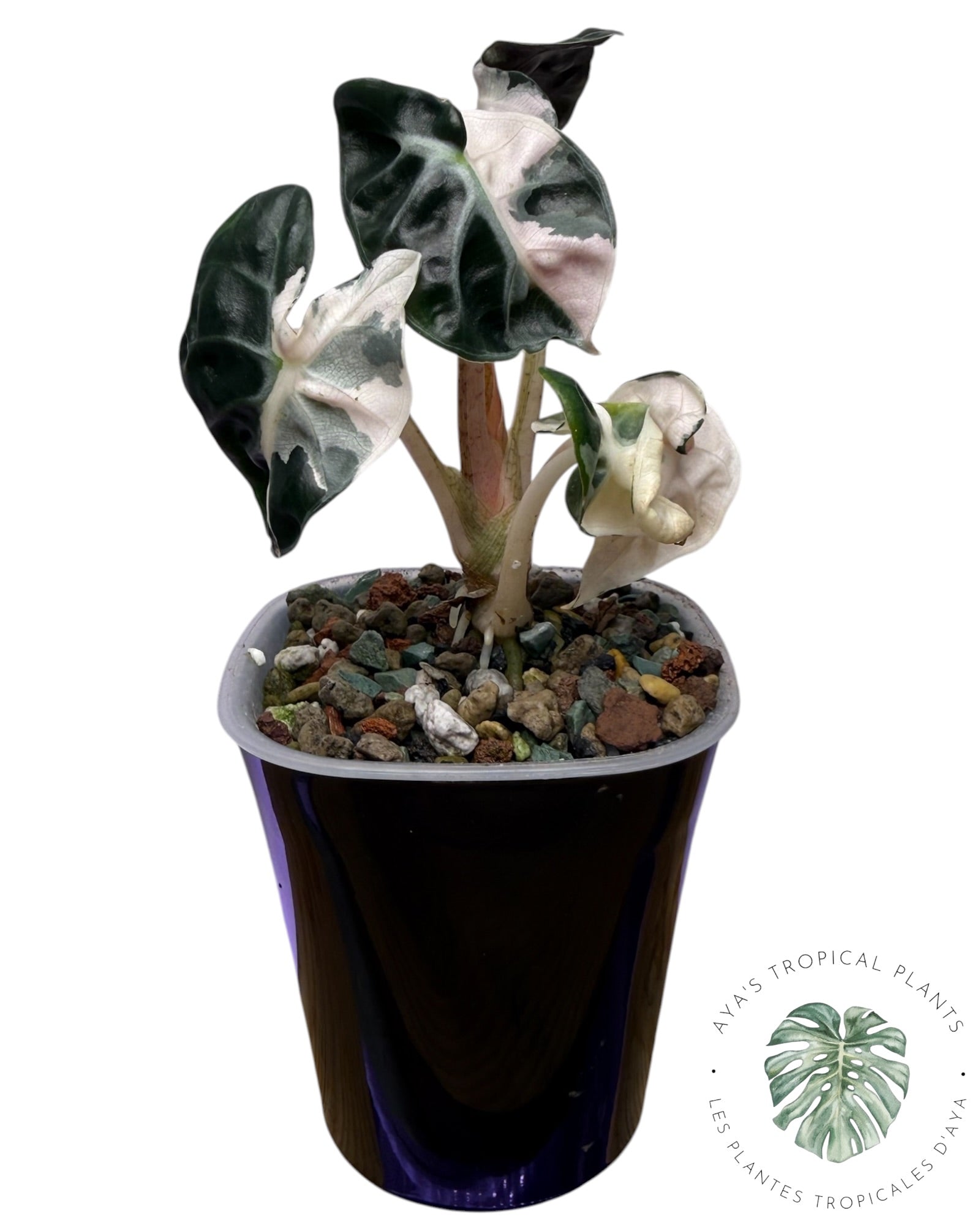 Alocasia Heart Balloon Pink variegated