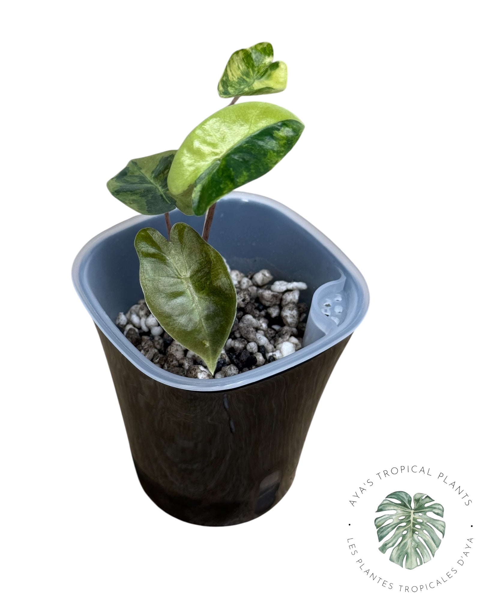 Alocasia Pseudo-Sanderiana Aurea Variegated