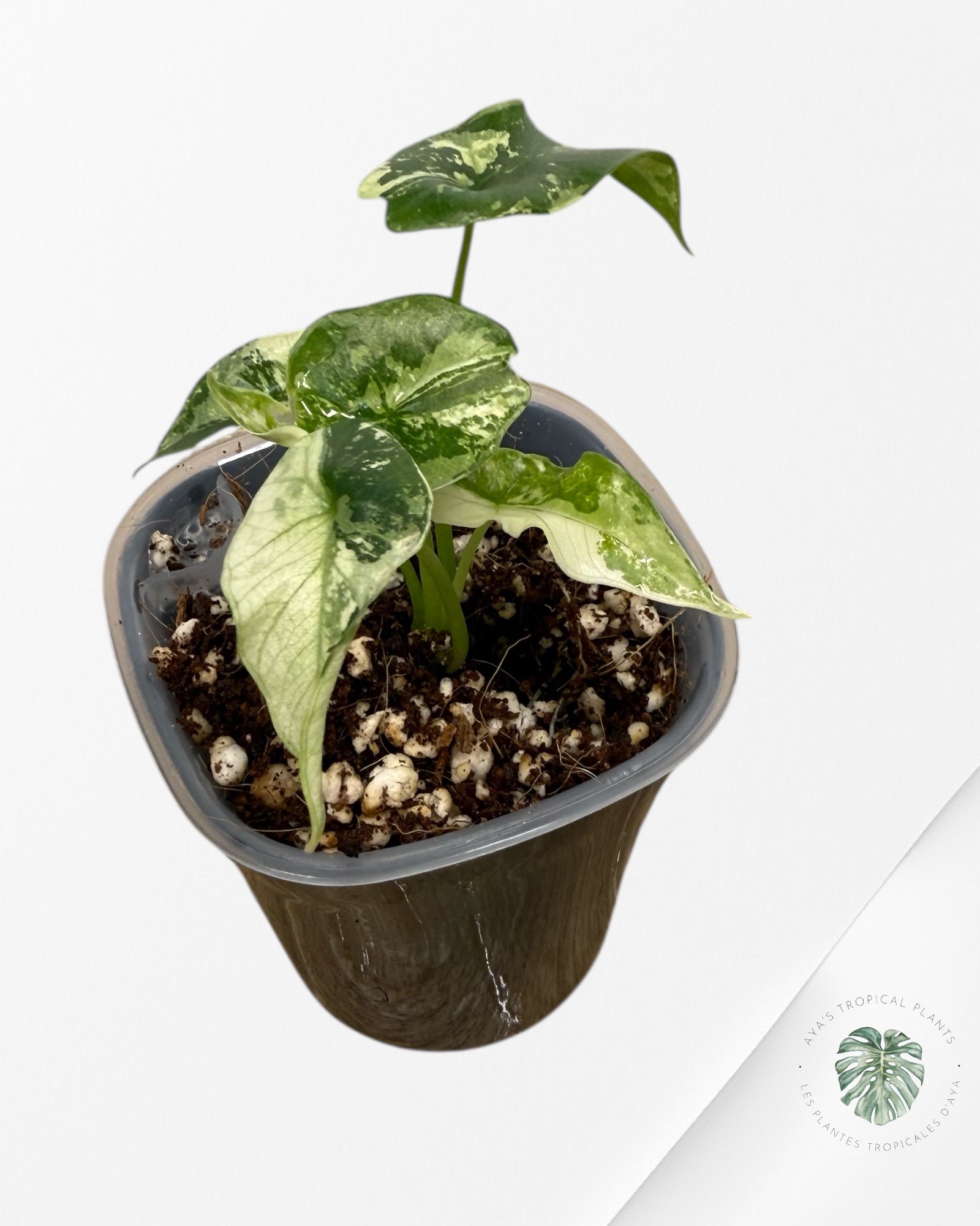 Alocasia Simpo Albo Variegated| Rare TC Plant | Aya's Tropical Plants