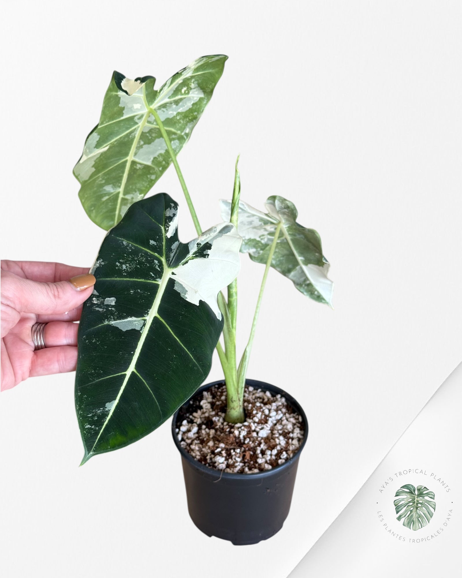Alocasia Frydek Panaché - V7