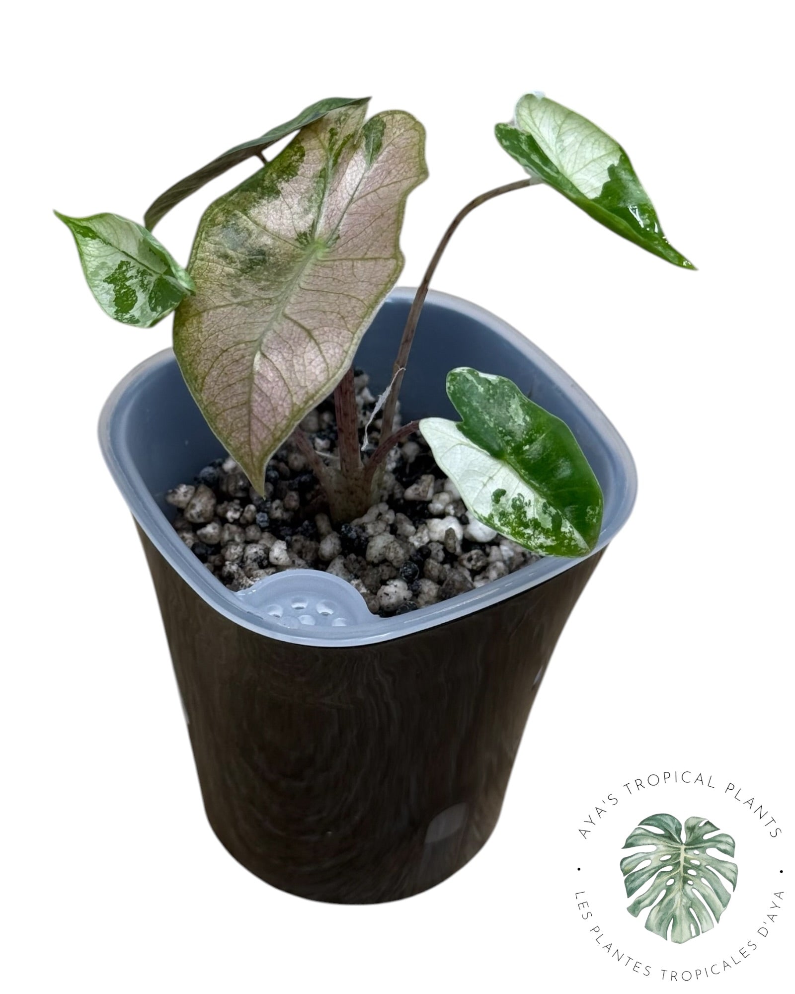 Alocasia Pseudo-Sanderiana Pink Variegated