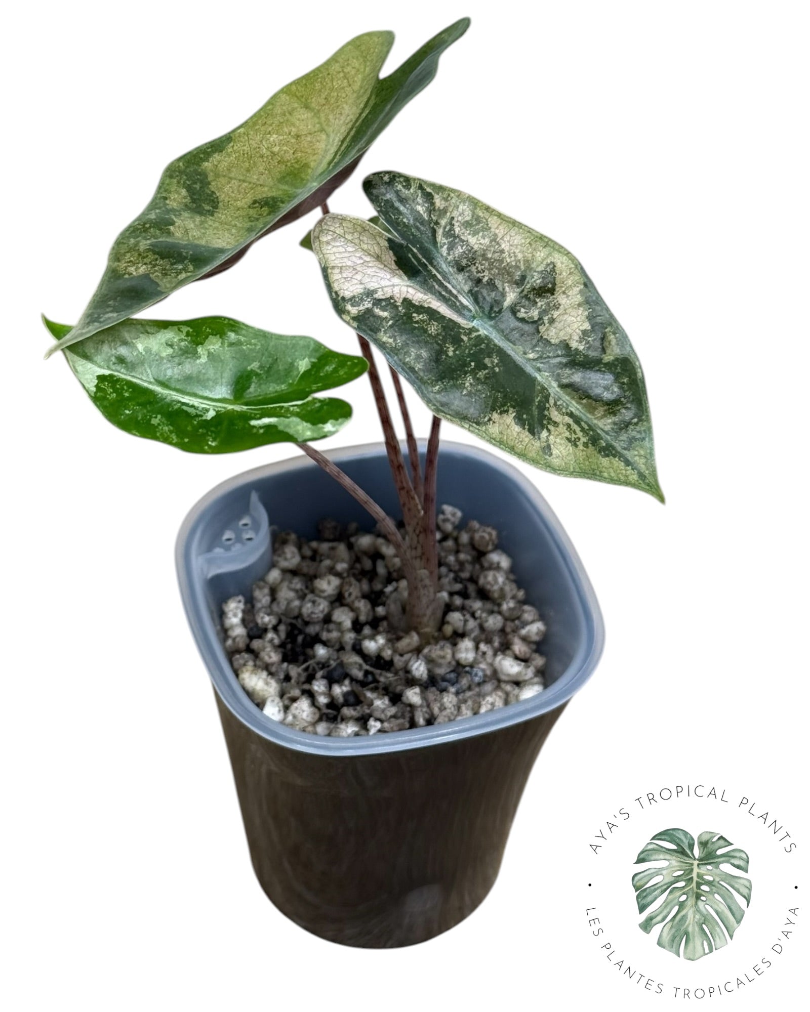 Alocasia Pseudo-Sanderiana Pink Variegated