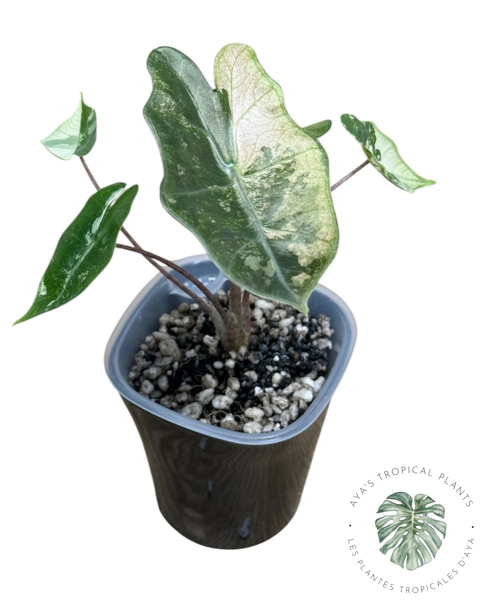 Alocasia Pseudo-Sanderiana Pink Variegated