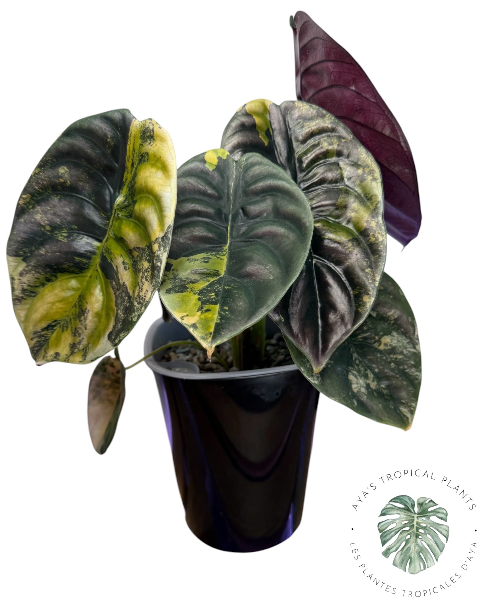 Alocasia Cuprea Golden Latte
