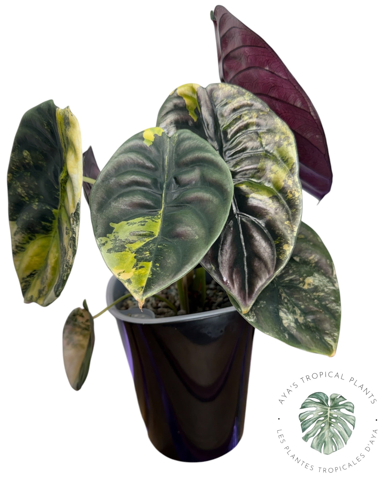 Alocasia Cuprea Golden Latte
