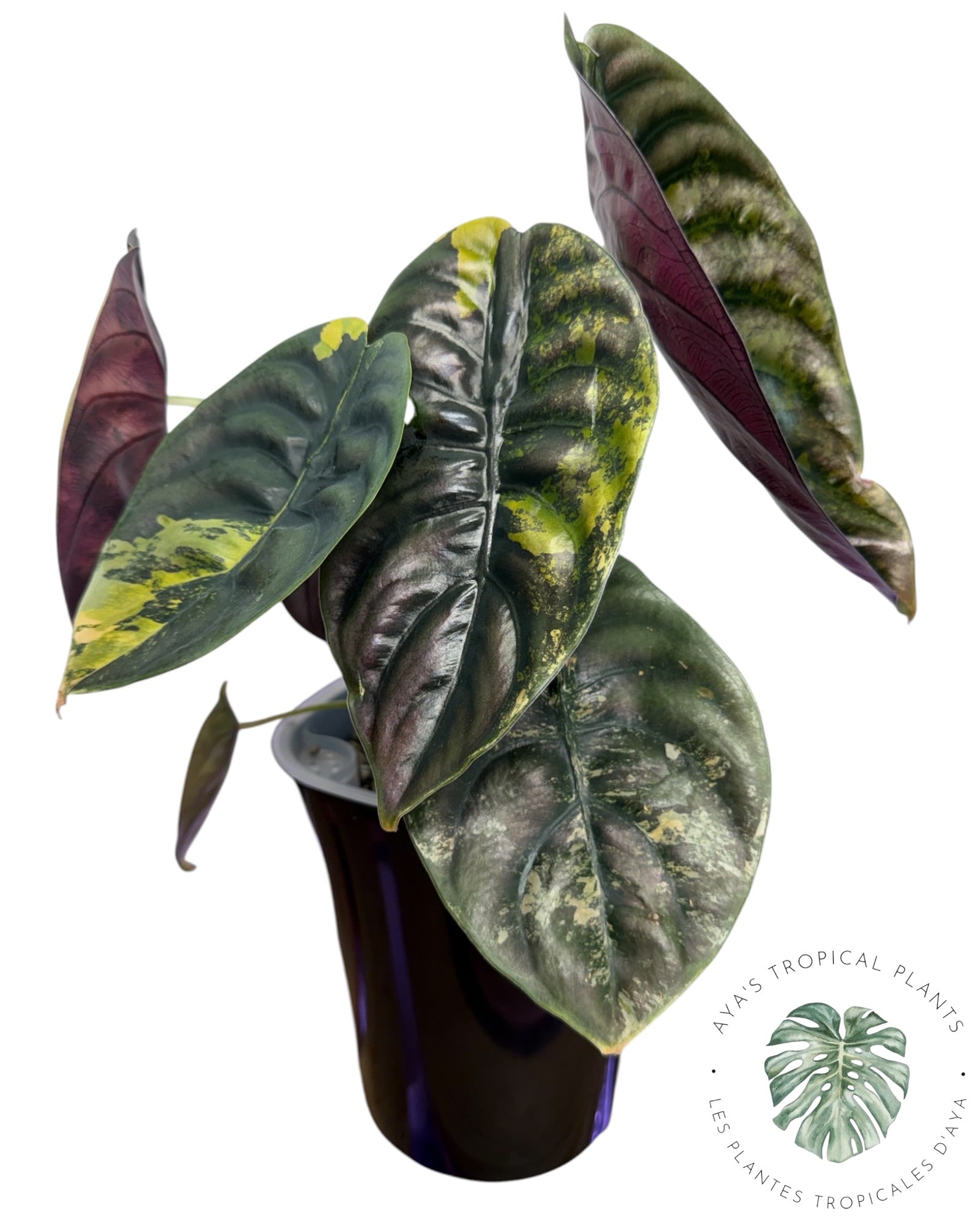 Alocasia Cuprea Golden Latte