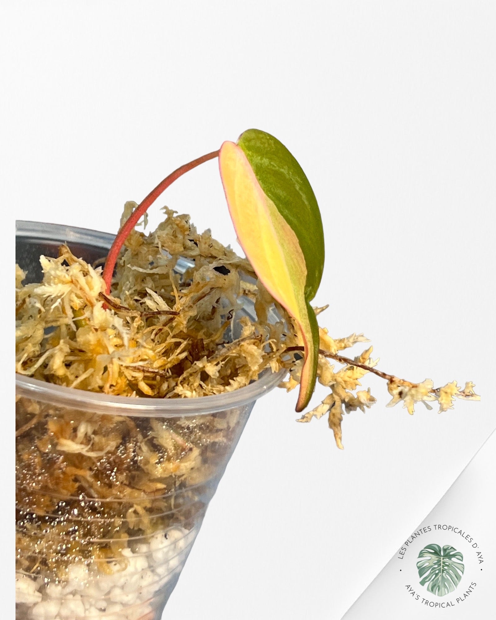 Philodendron Micans Variés V228
